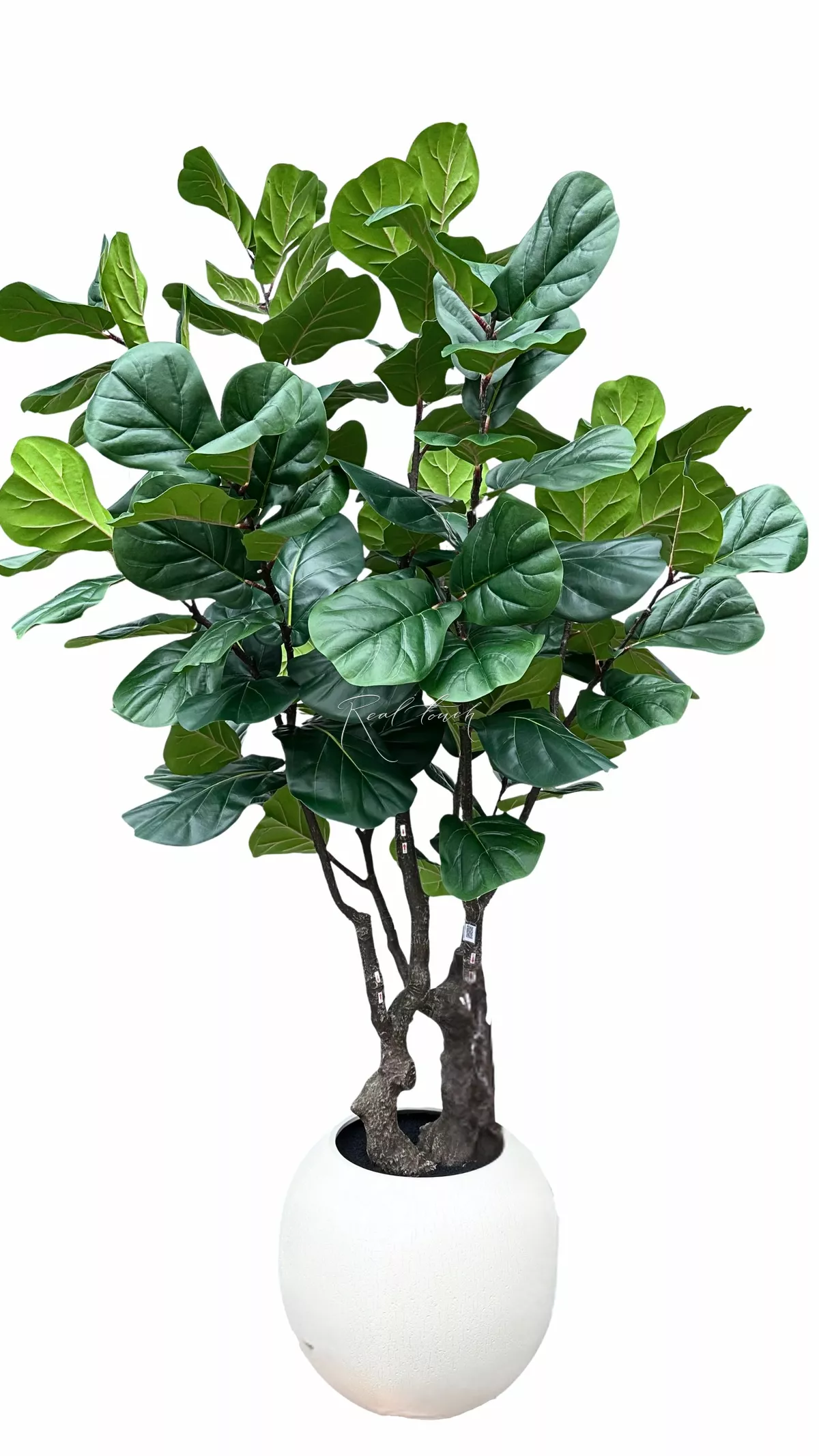 Ficus Lirata in a decorative planter (round) 240cm - green
