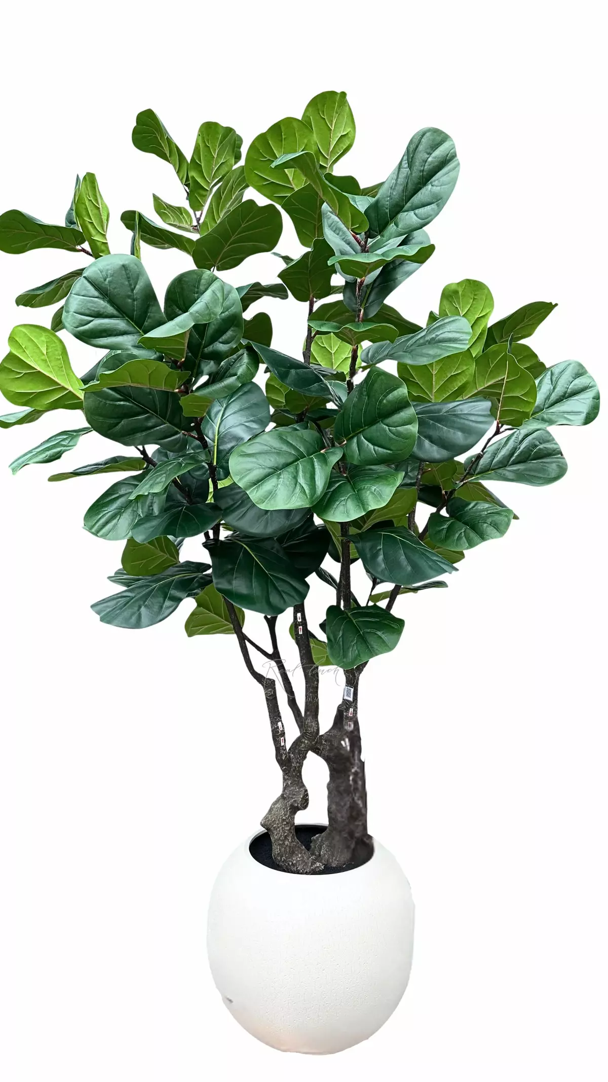 Ficus Lirata in a decorative planter (round) 240cm - green