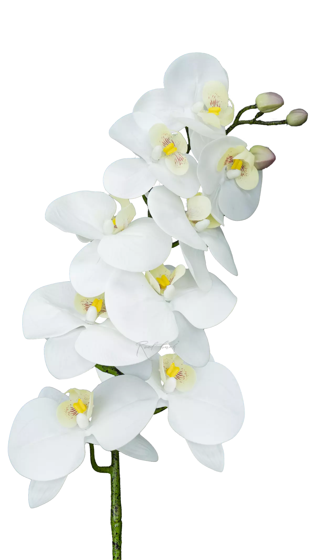 Real Touch Phalaenopsis Orchid (9 blooms) - white
