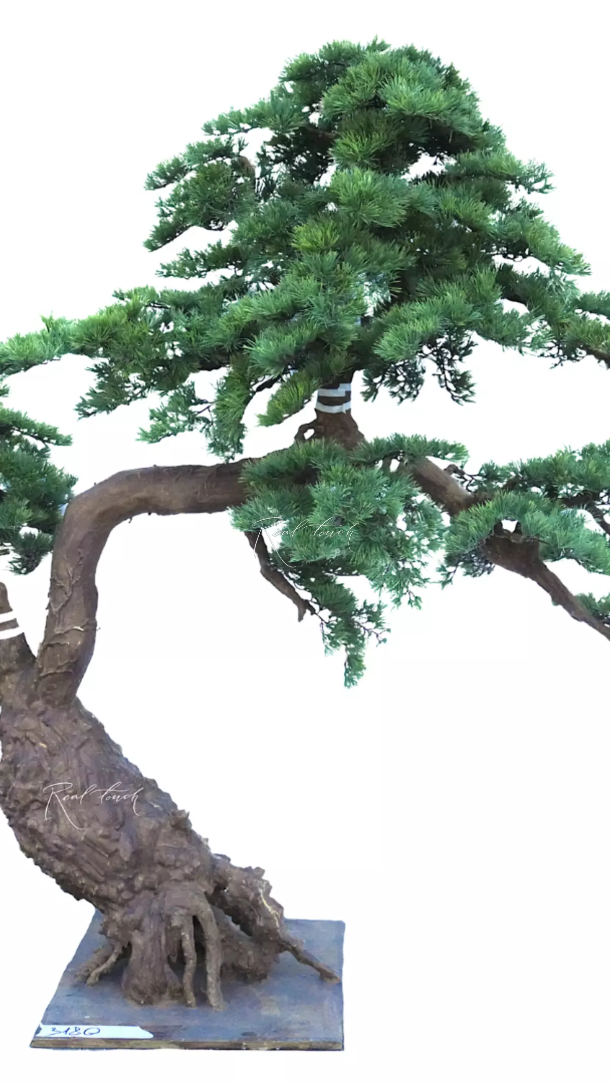 Bonsai tree #1799 - green