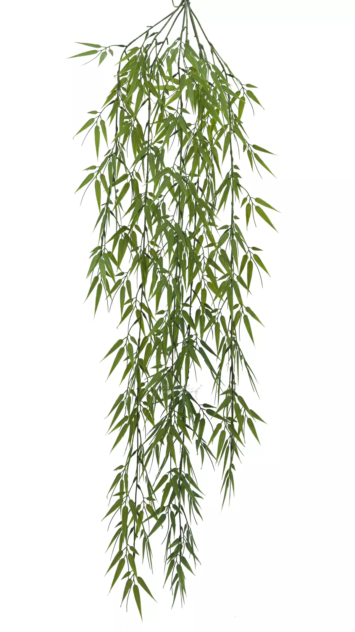 Narrow Leaf Bamboo hanging plant - green