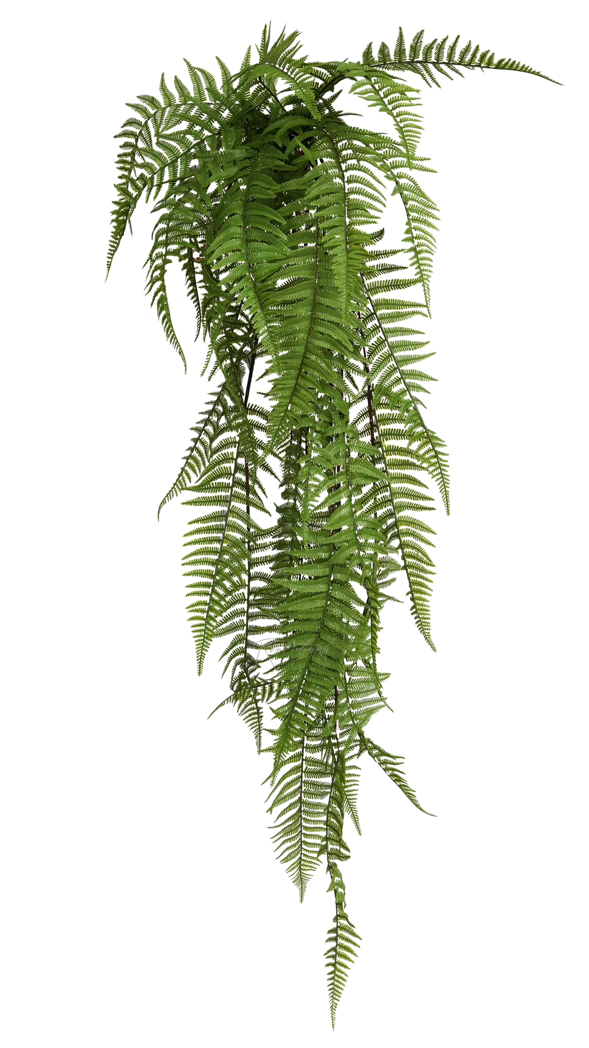 Polystichum lonchitis 117cm - green