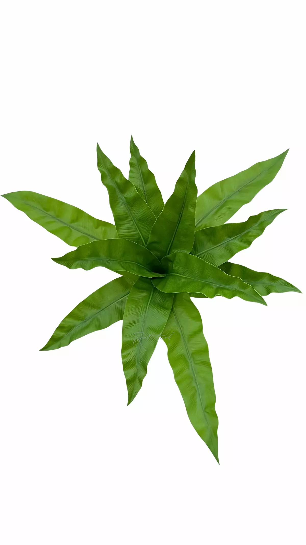 Asplenium bush Bush 12 Leaves - light green Asplenium bush Bush 12 Leaves - light green