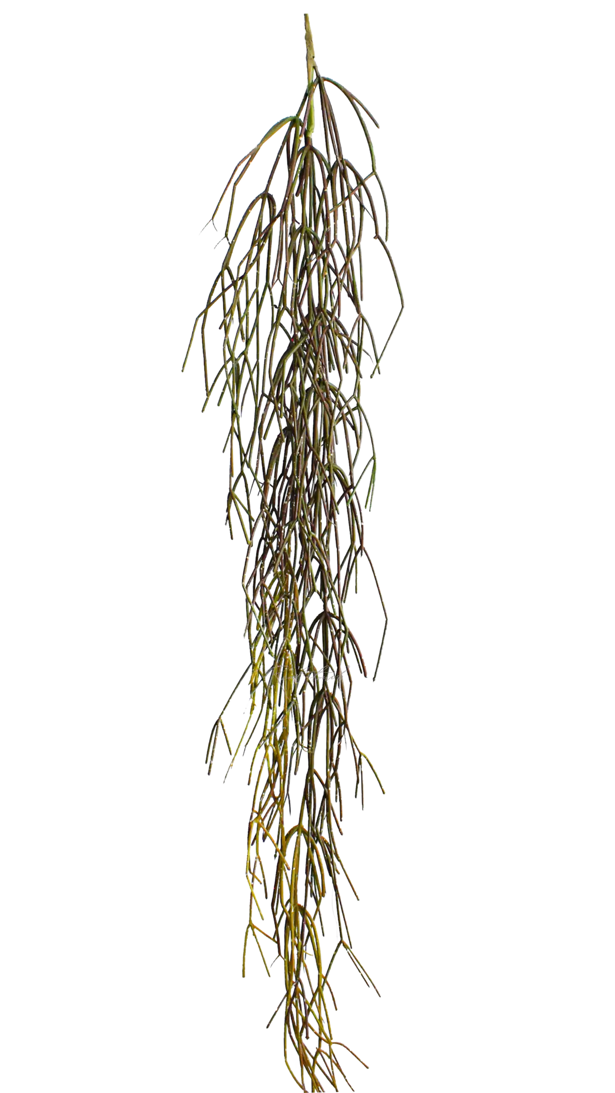 Rhipsalis (Mistletoe cactus) 120cm - Green brown Rhipsalis (Mistletoe cactus) 120cm - Green brown