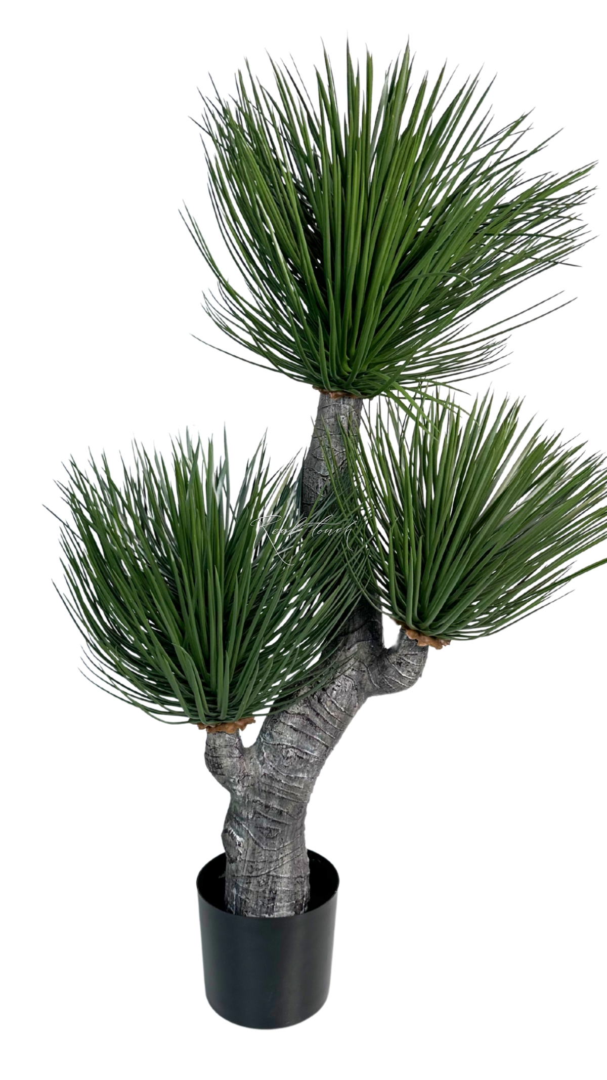 Yucca ramosa - green