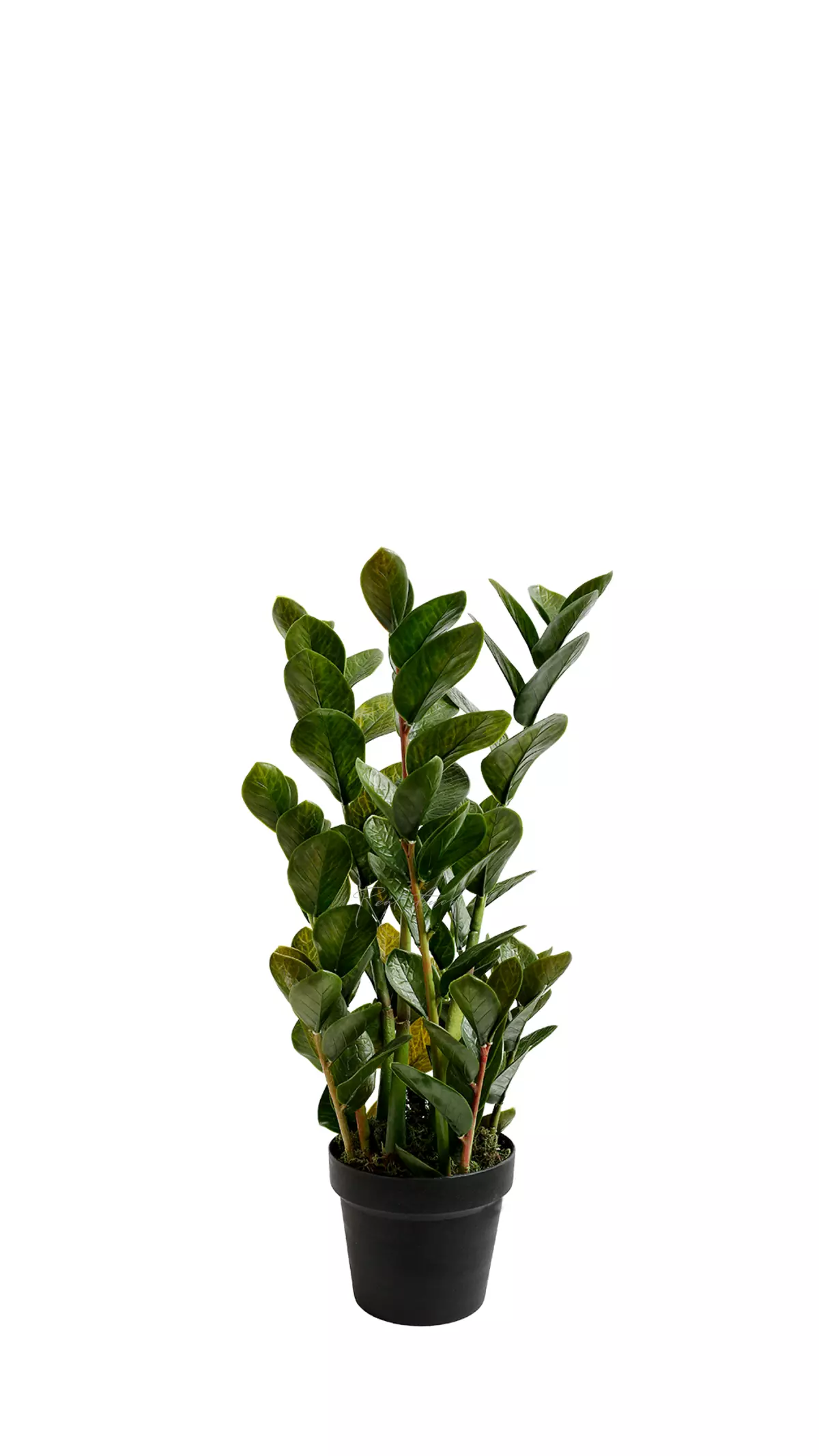 Real Touch Zamioculcas bush 67cm - green Real Touch Zamioculcas bush 67cm - green