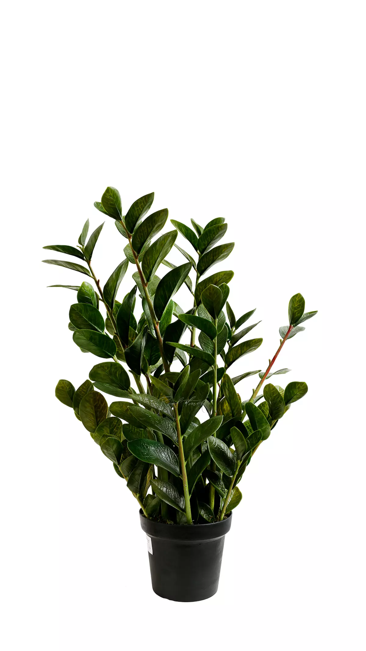 Real Touch Zamioculcas bush 90cm - green Real Touch Zamioculcas bush 90cm - green