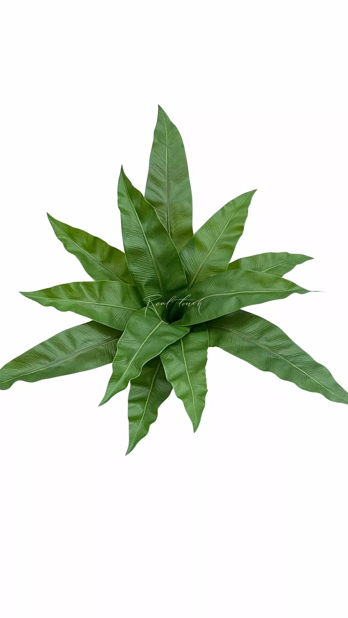 Asplenium bush Bush 12 Leaves  - green