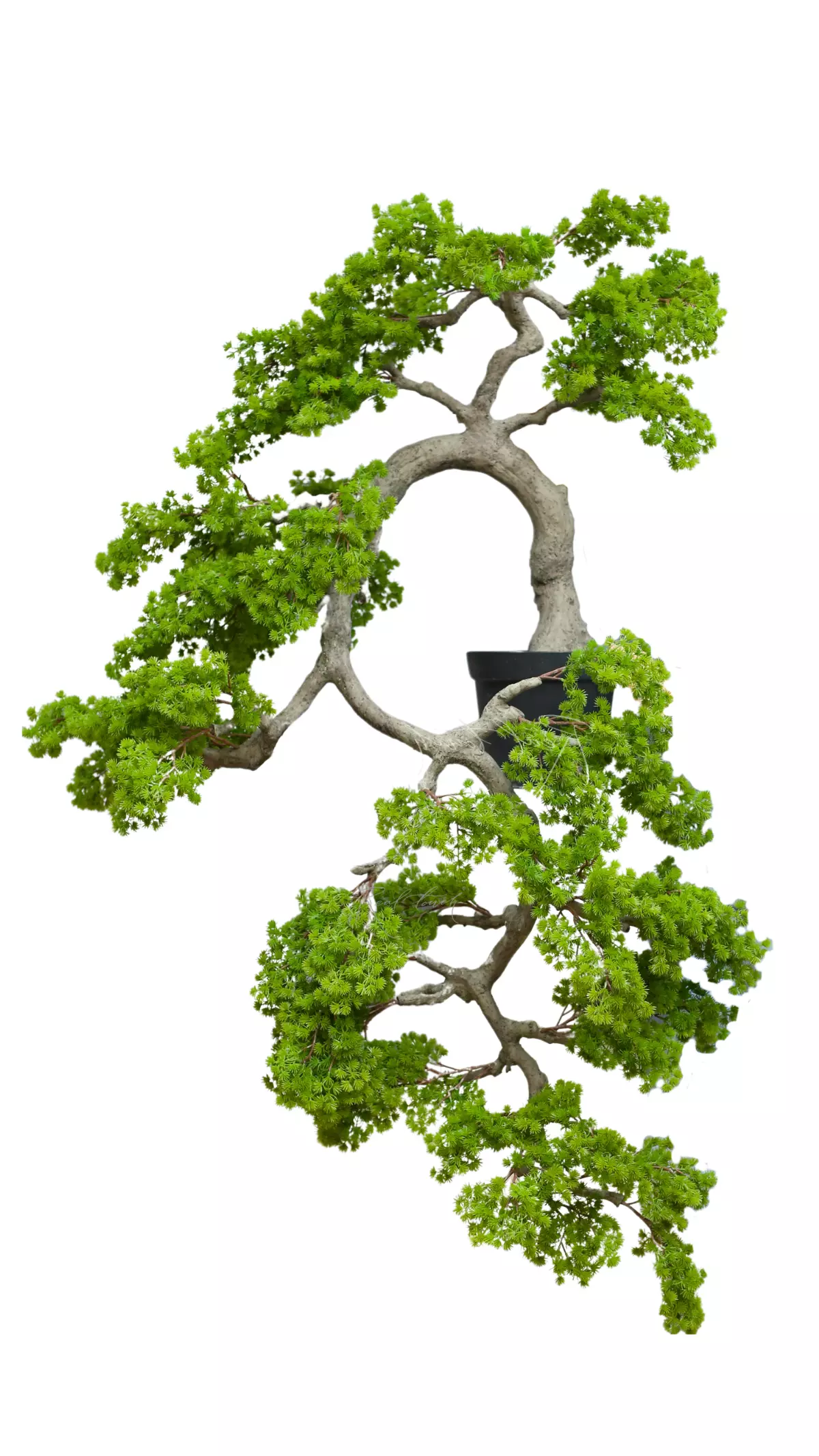 Real Touch Cascade Bonsai 160 cm with a short needle bend to the left  - green