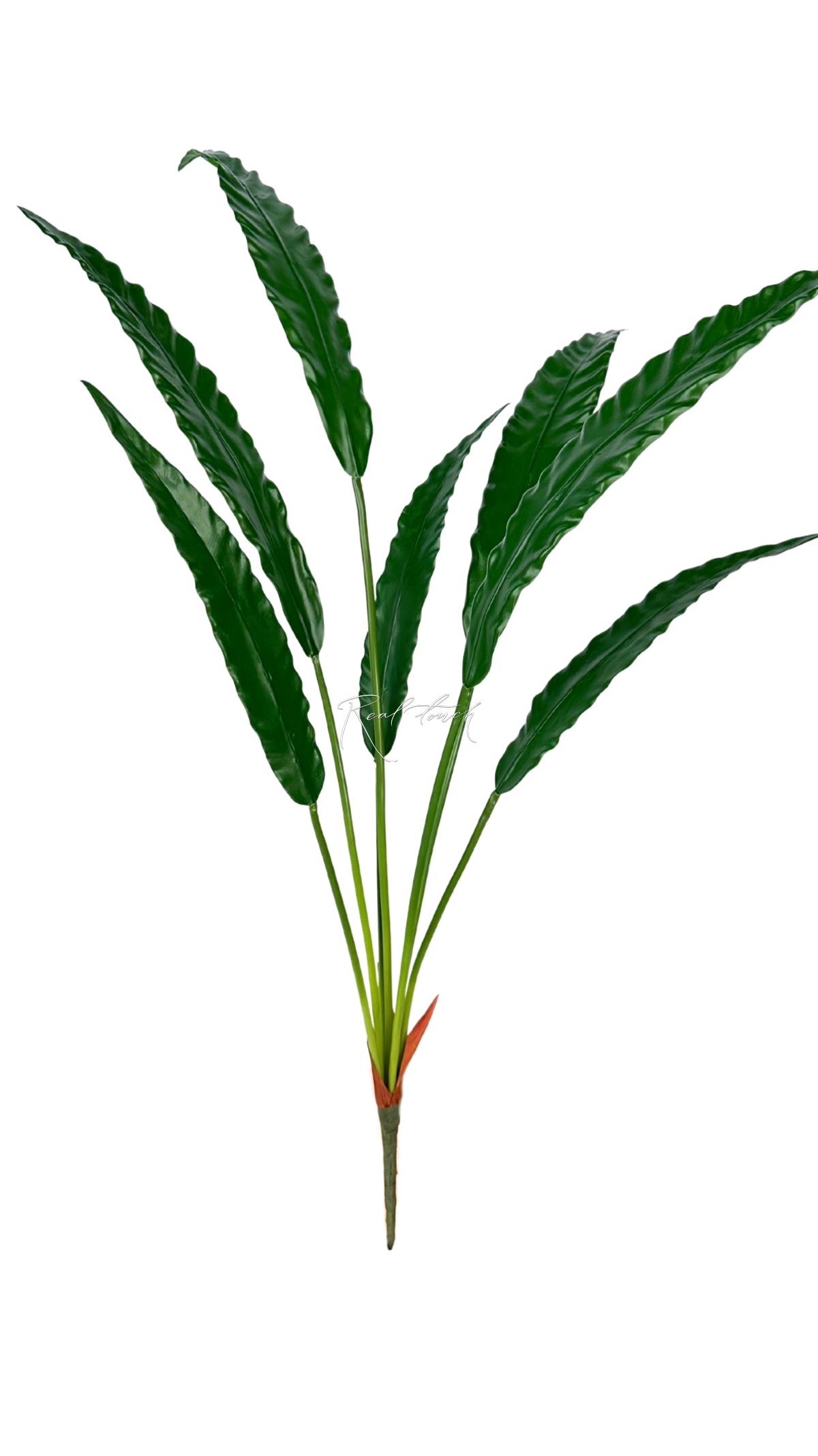 Calathea rufibarba bush of 7 leaves - green