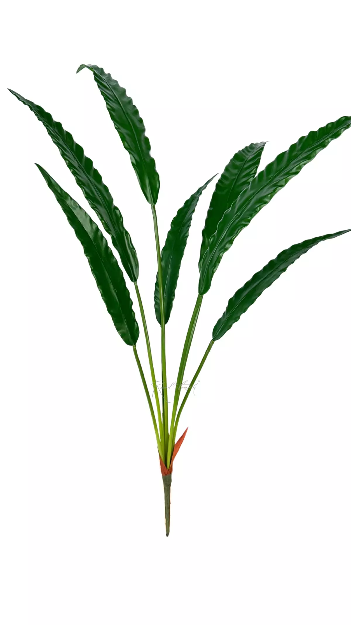 Calathea rufibarba bush of 7 leaves - green