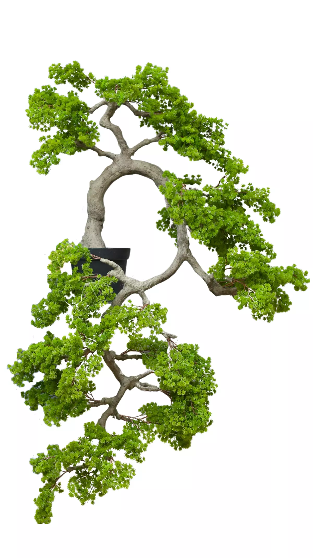 Real Touch Cascade Bonsai 160 cm with a short needle bend to the right  - green