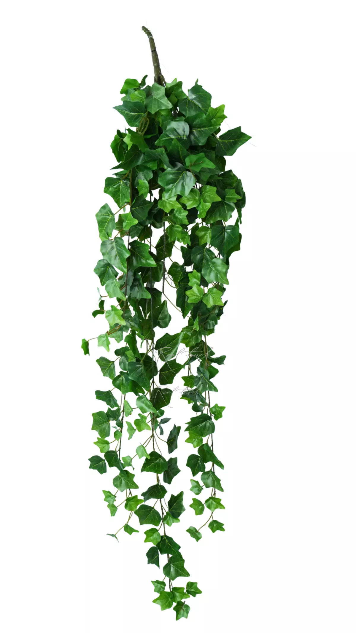 Ivy - bush 110 сm - green