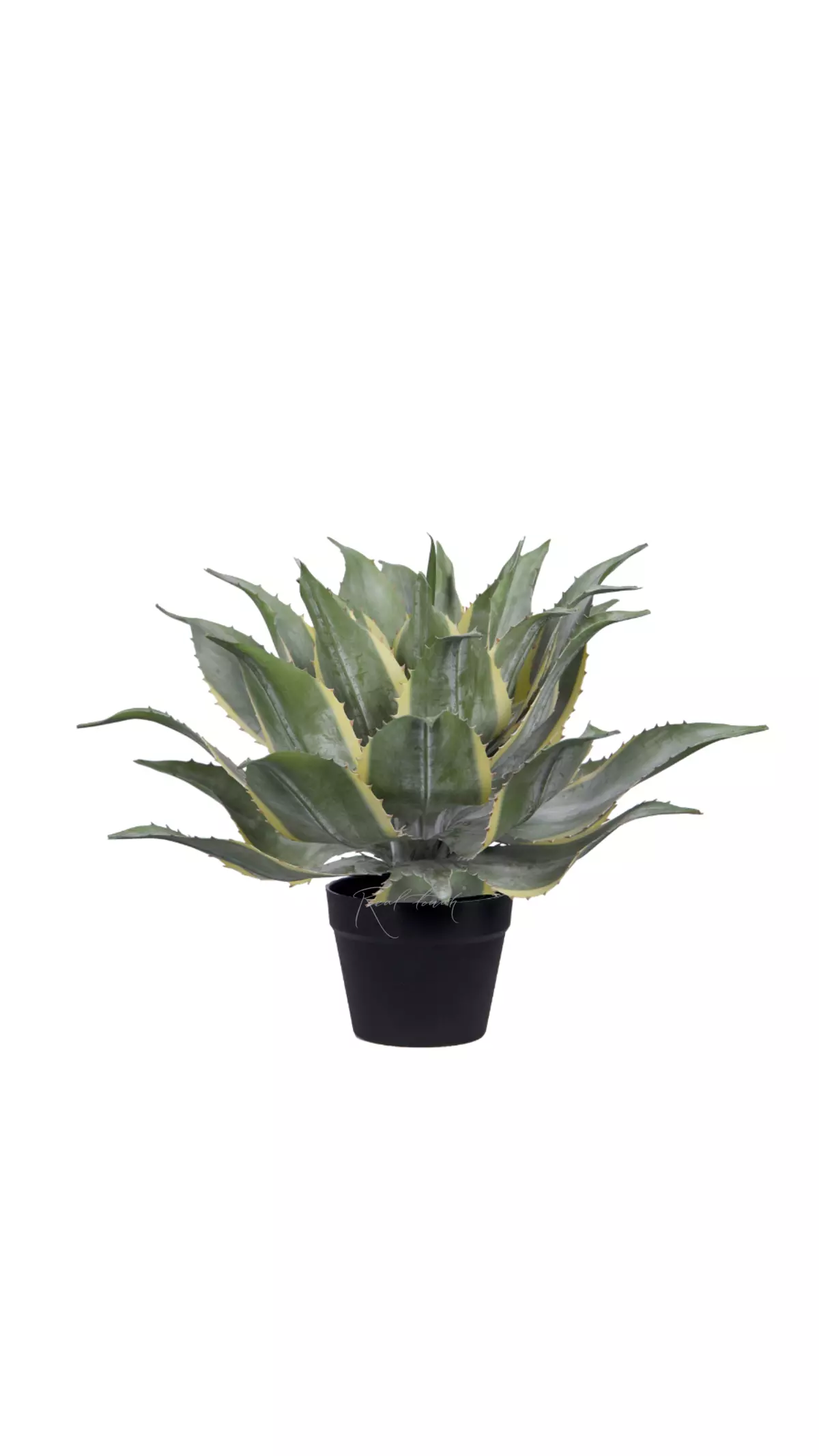 Yucca Ivory Tower medium in pot - green