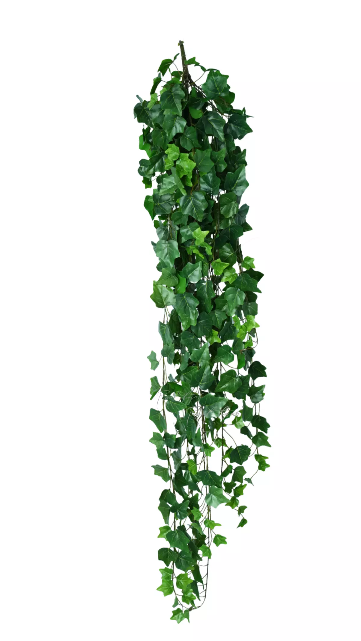 Ivy - bush 145 сm - green