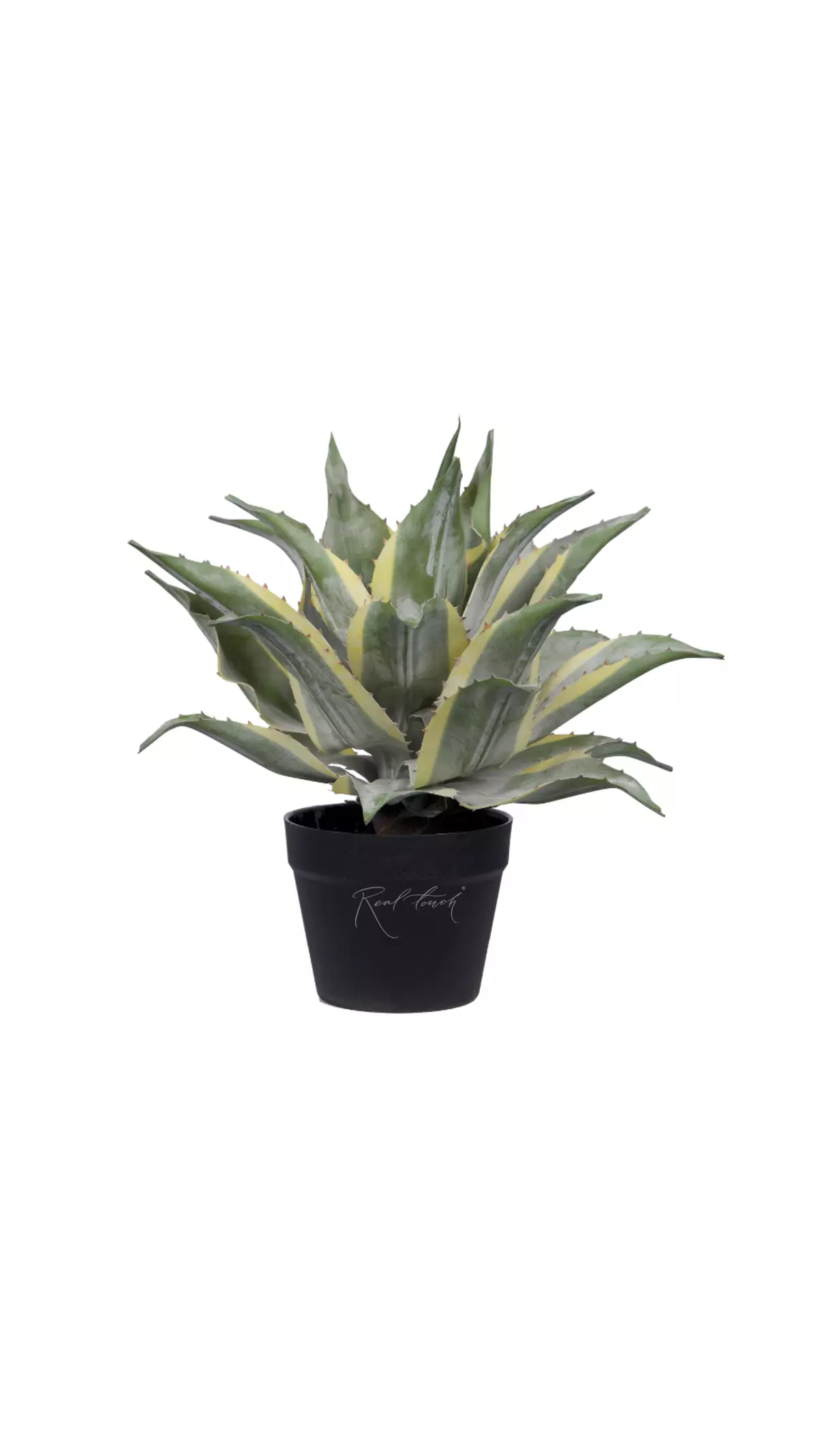 Yucca Ivory Tower small in pot - green