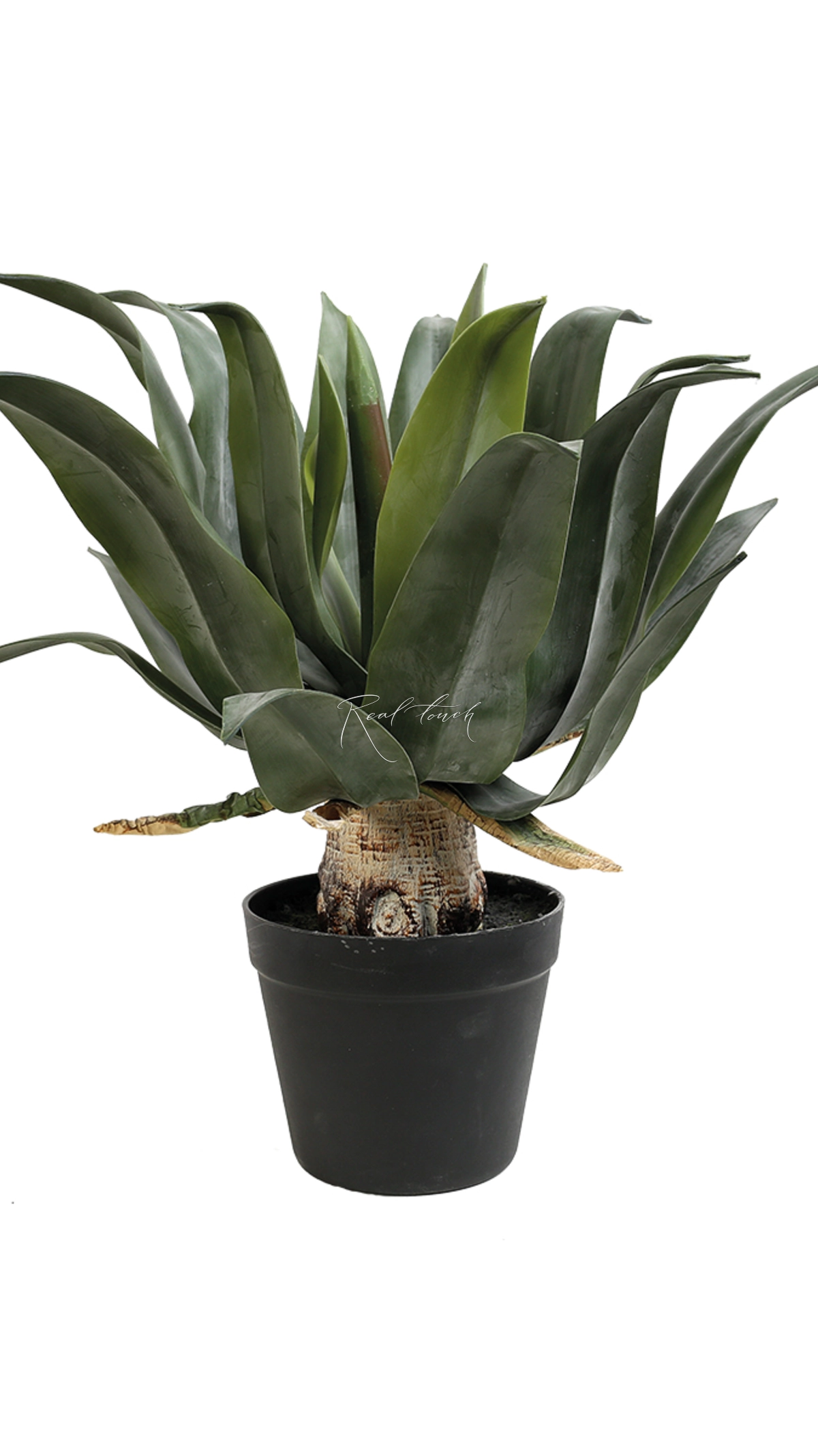 Agave attenuate sprayed in flowerpots 50cm - green