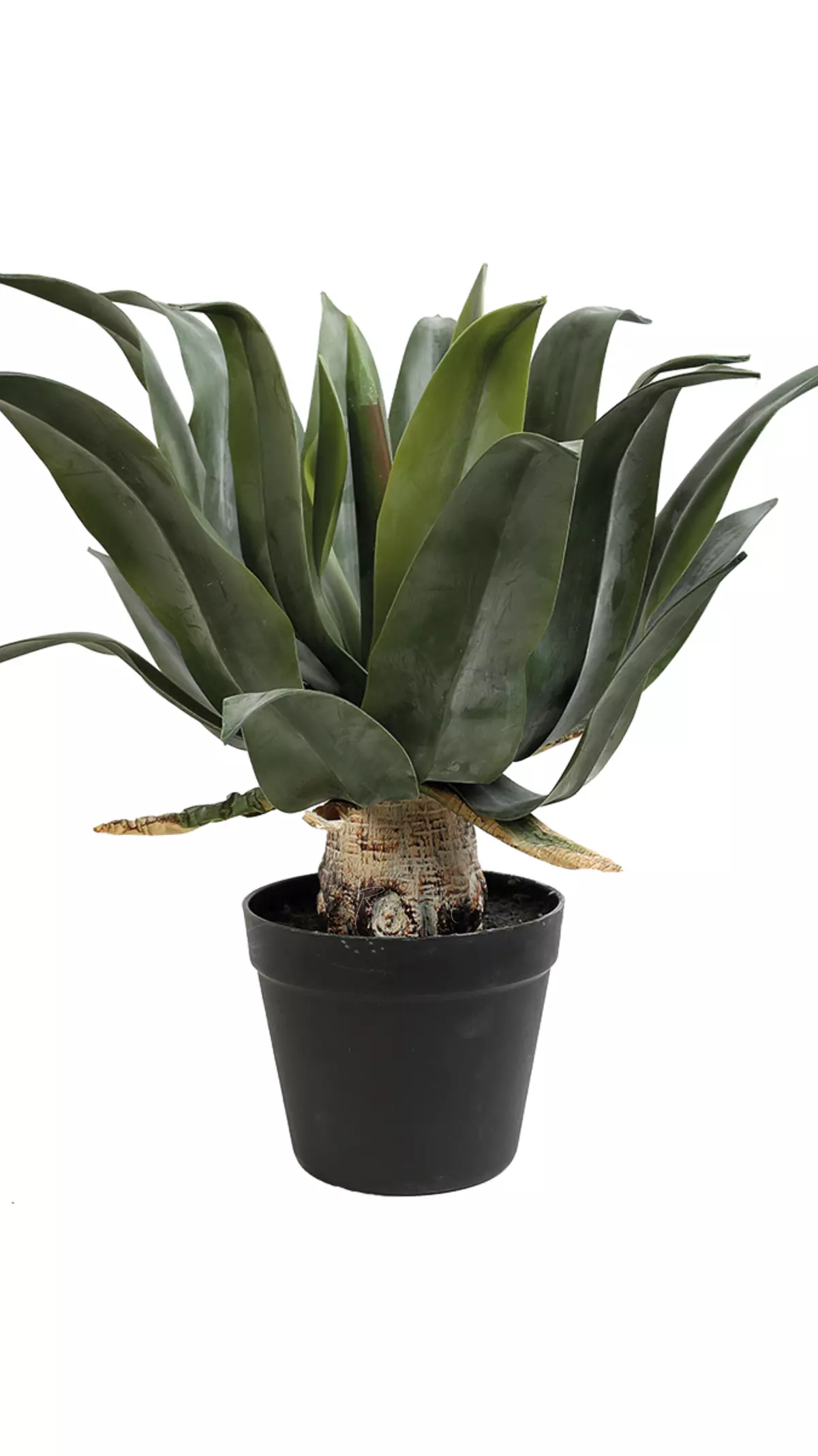 Agave attenuate sprayed in flowerpots 50cm - green