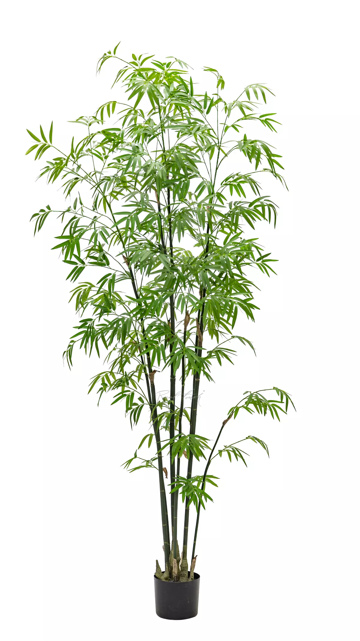 Real Touch Bamboo Bissetii 210cm - green Real Touch Bamboo Bissetii 210cm - green