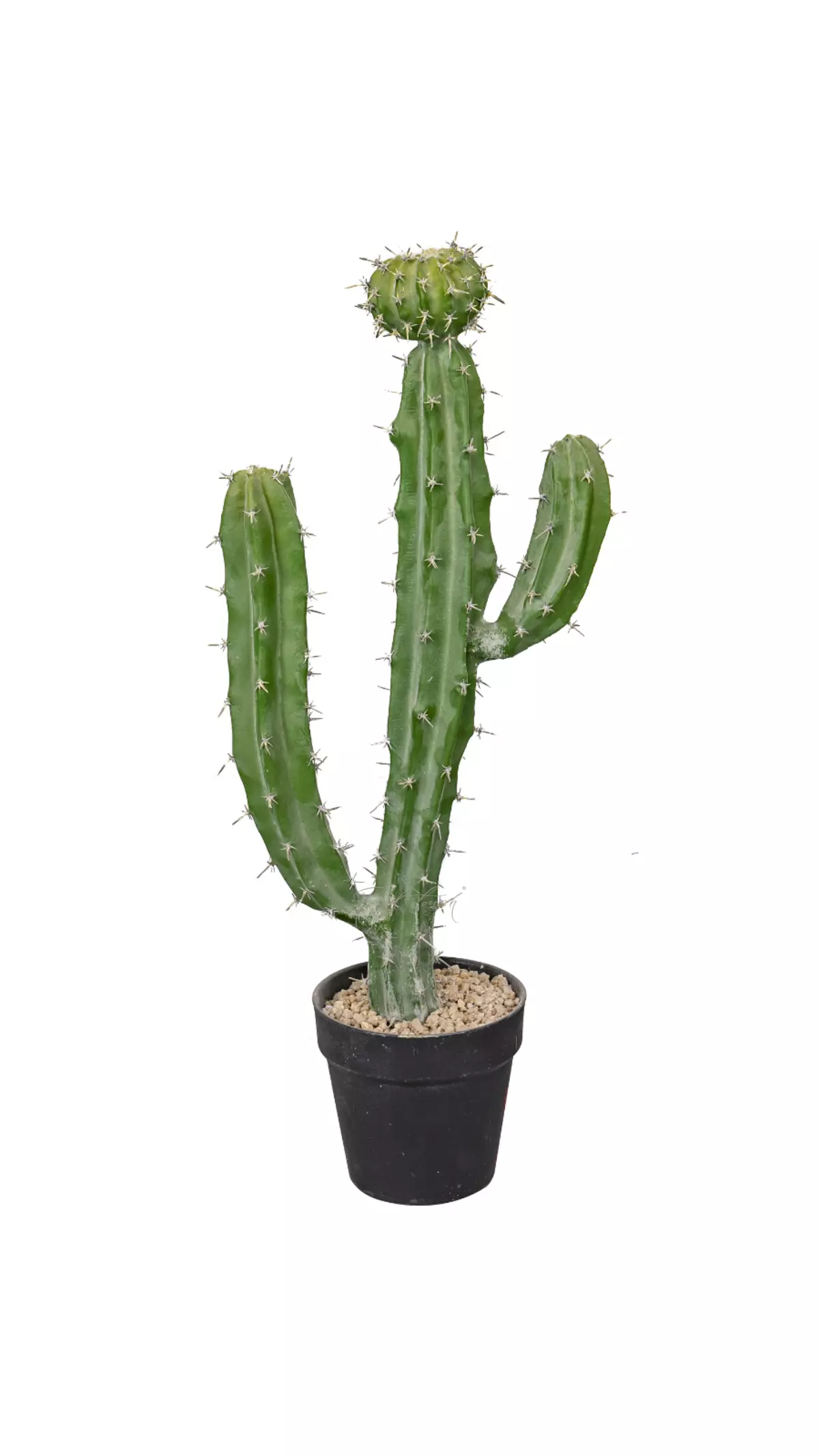 Cactus Cereus validus 62cm - green