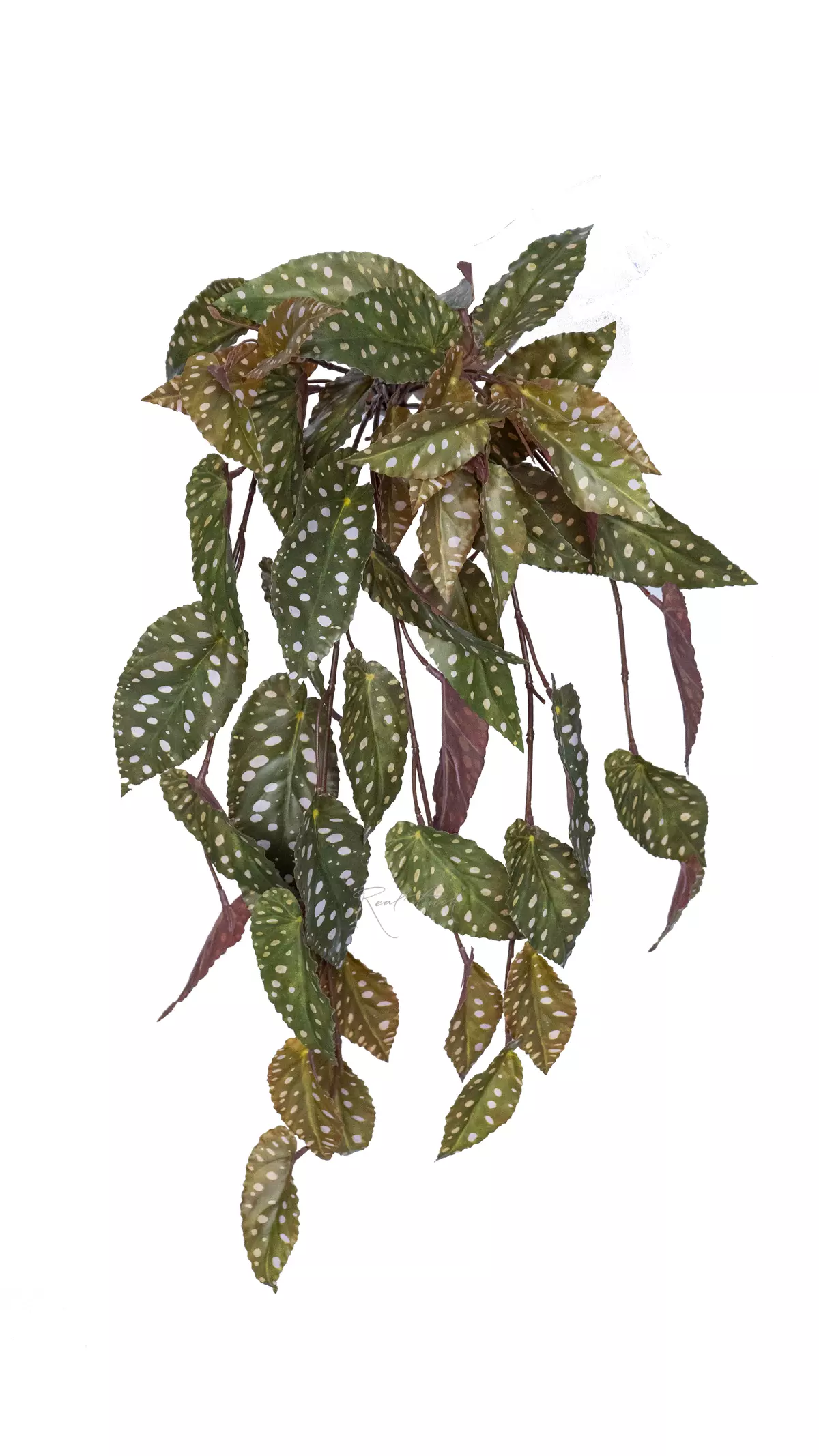 Begonia Maculata hanging - green Begonia Maculata hanging - green