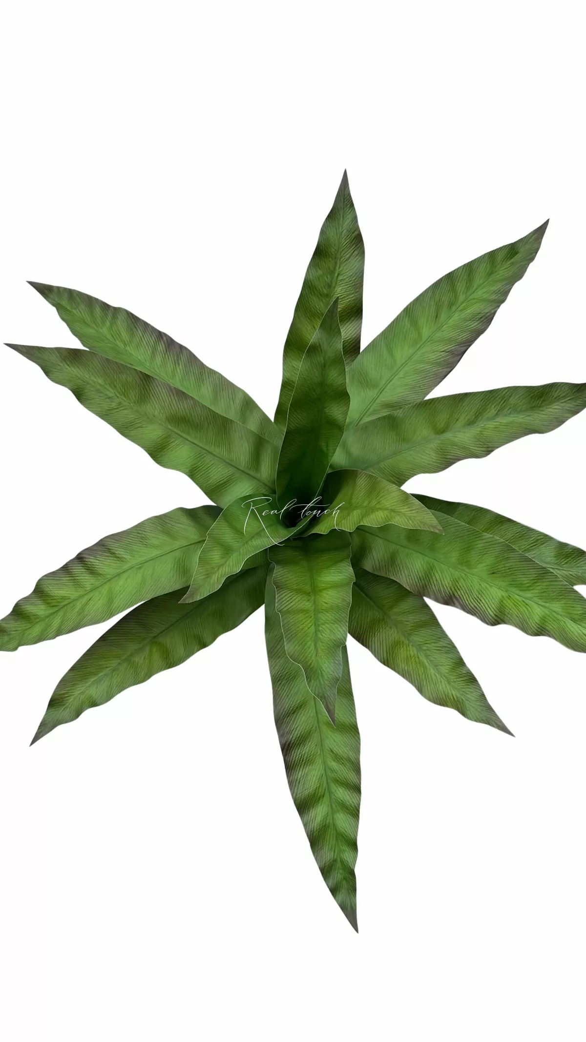 Asplenium  Bush 15 Leaves - Red green