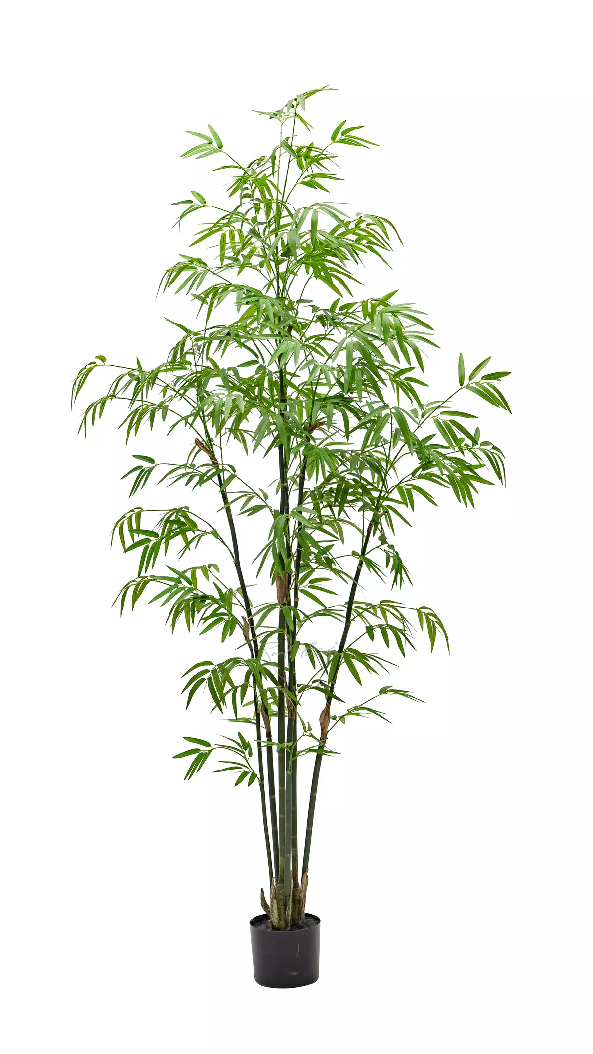Bamboo Bissetii 180cm - green Bamboo Bissetii 180cm - green