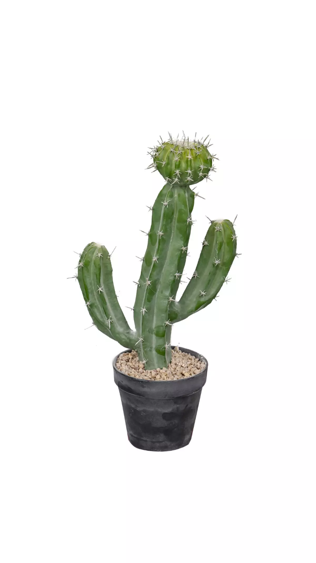 Cactus Cereus validus 41cm - green