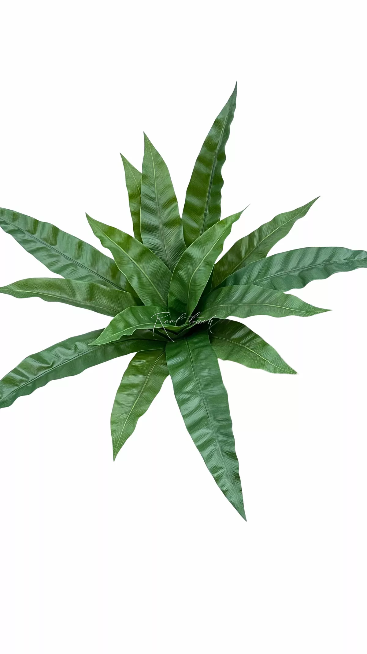 Asplenium  Bush 15 Leaves - green