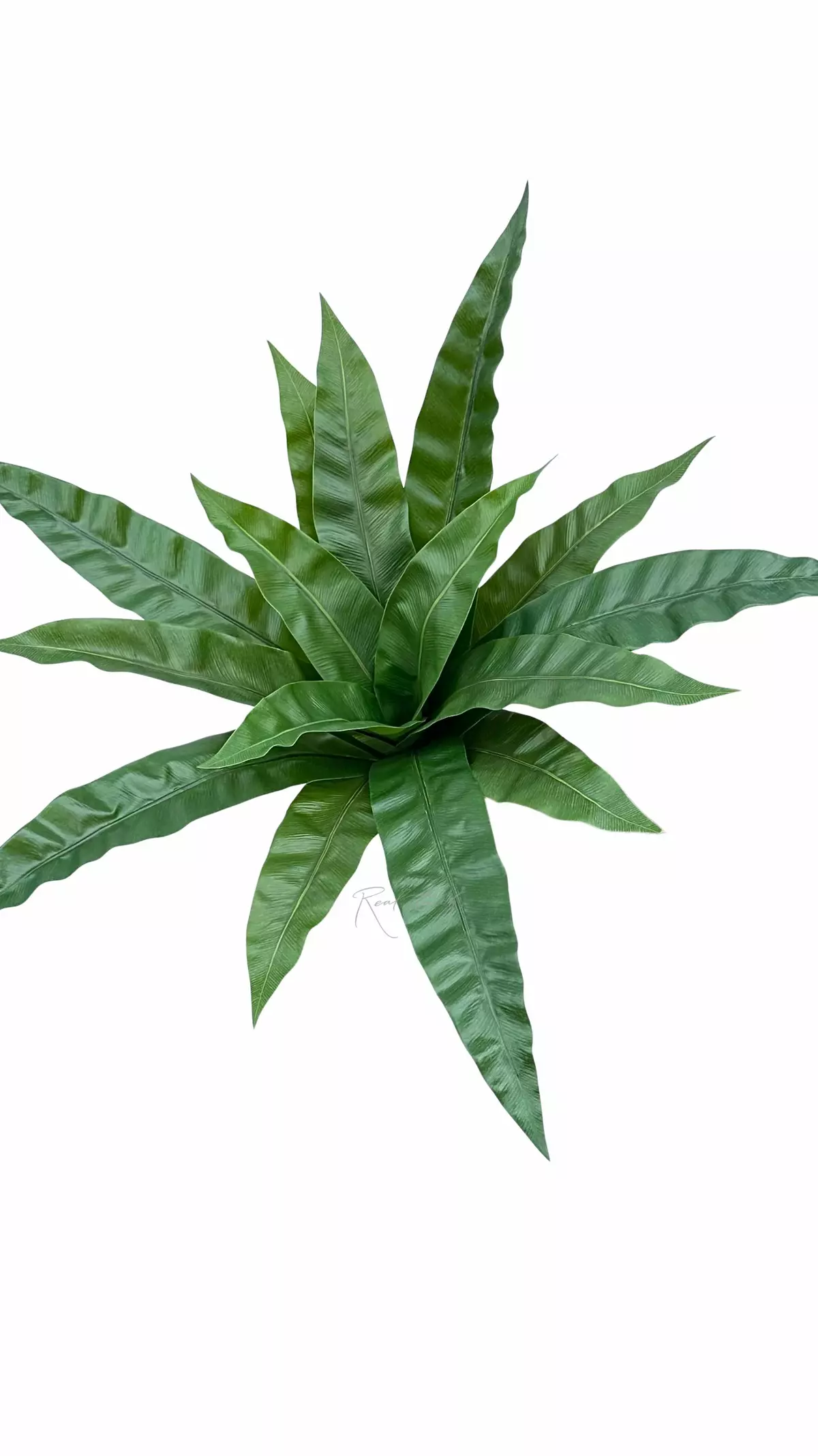 Asplenium  Bush 15 Leaves - green