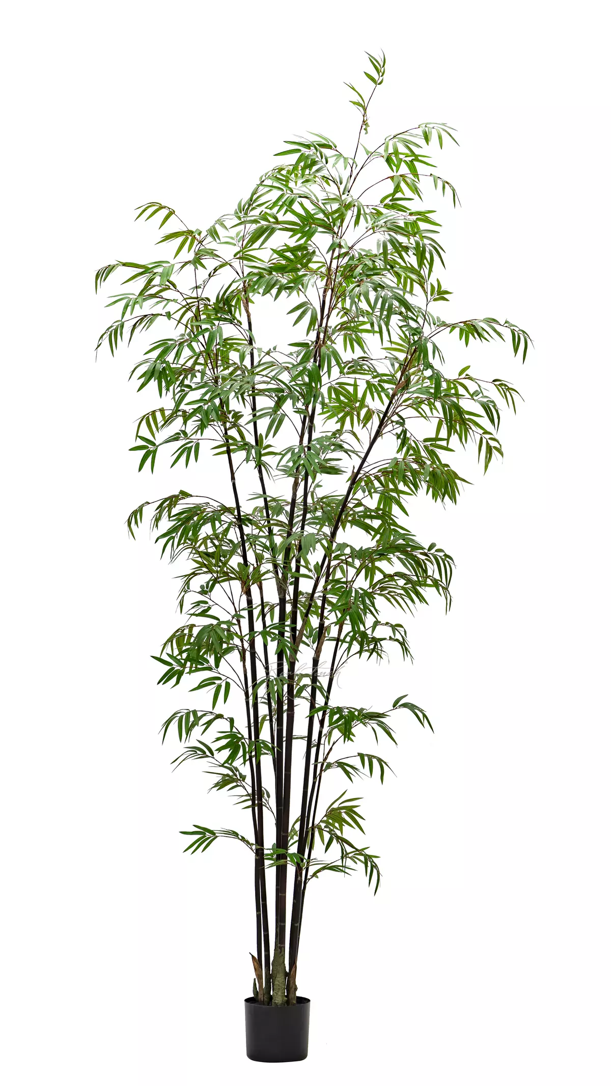 Real Touch Bamboo Bissetii 240cm  - Dark green