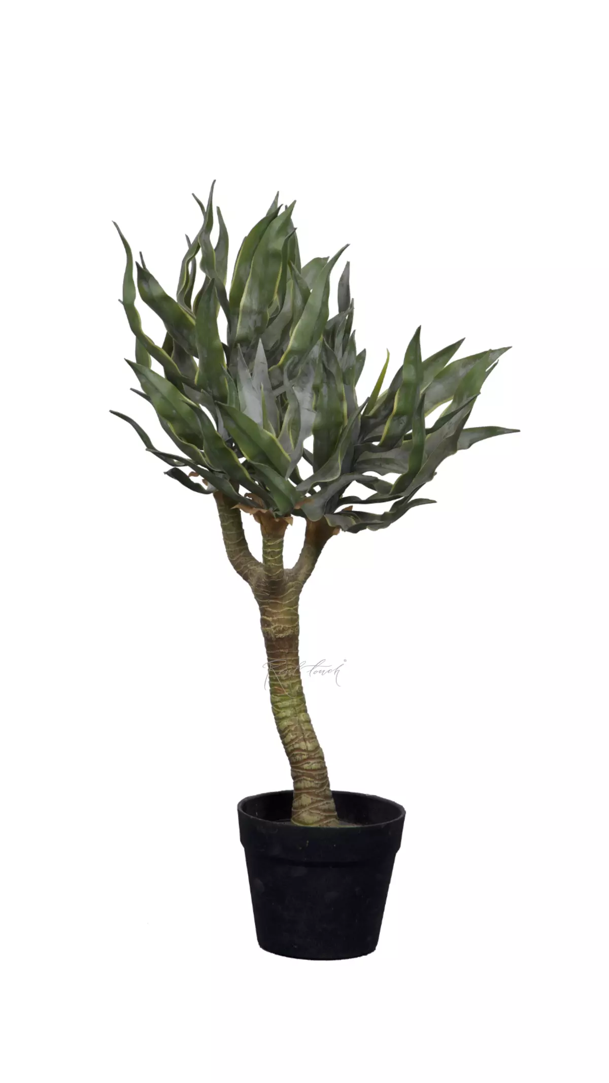 Yucca elephantipes 72cm in pots - green
