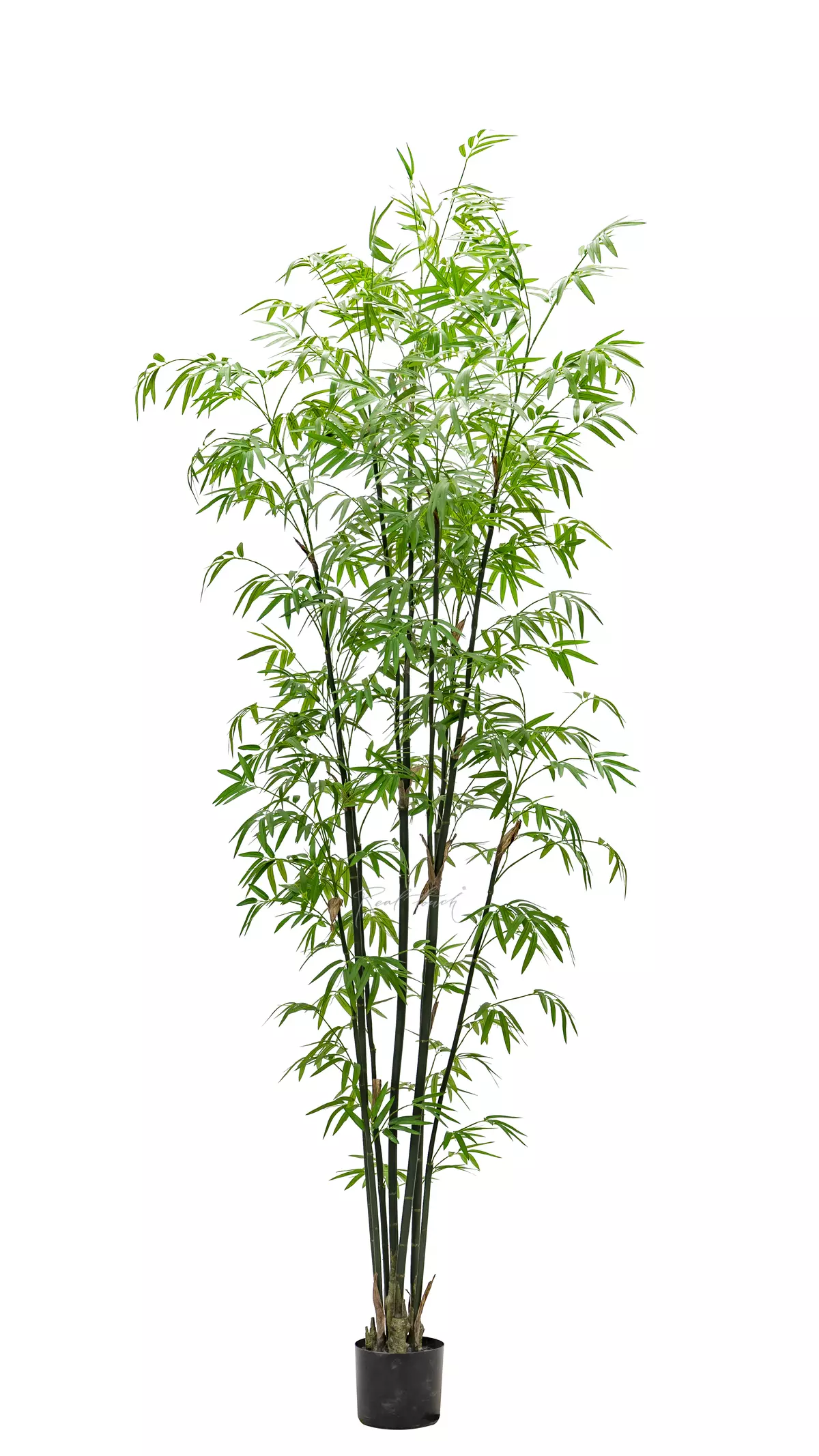 Real Touch Bamboo Bissetii 240cm - green Real Touch Bamboo Bissetii 240cm - green