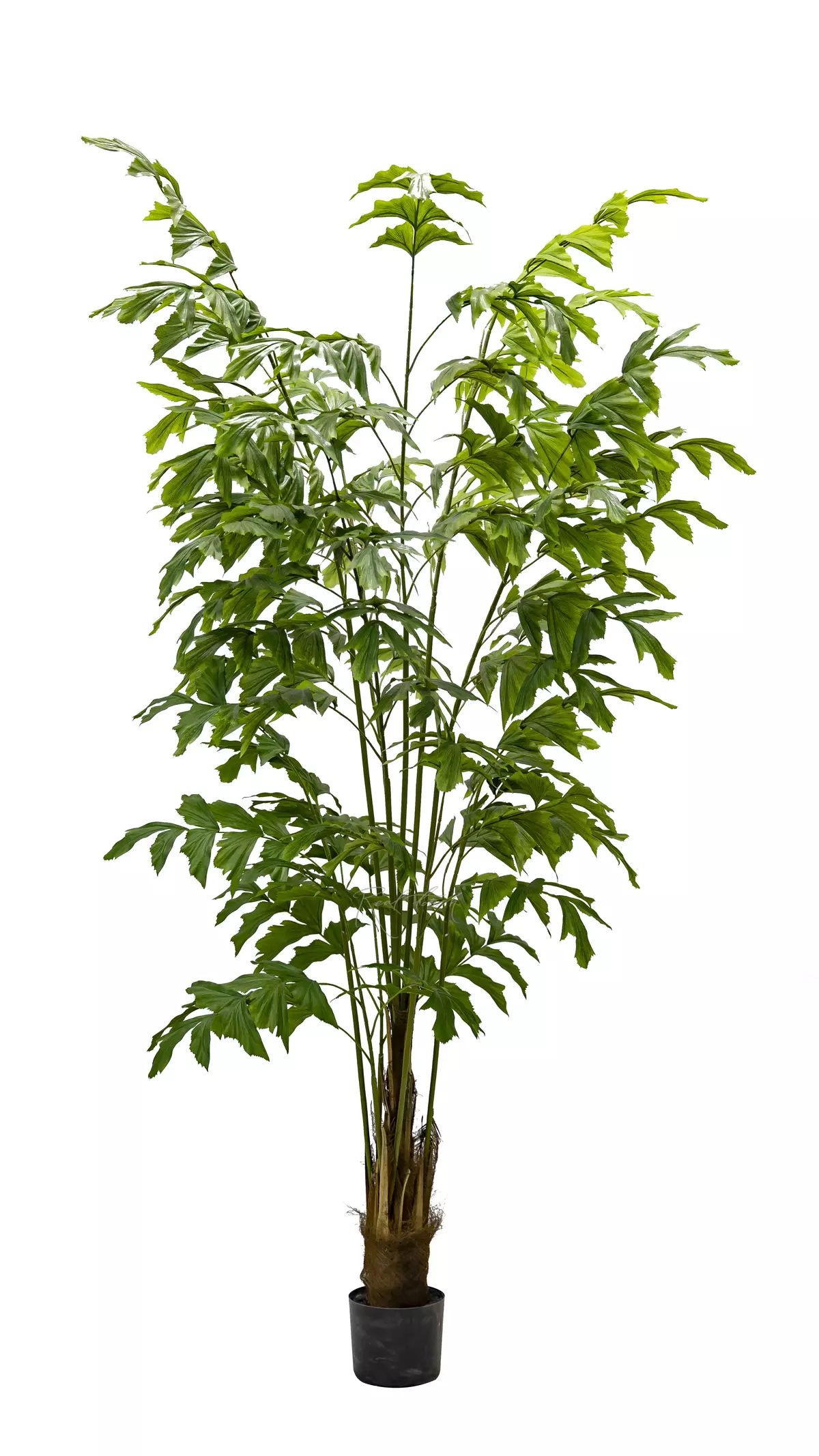 Artificial Caryota Fishtail Palm Tree soft 210cm - green Artificial Caryota Fishtail Palm Tree soft 210cm - green
