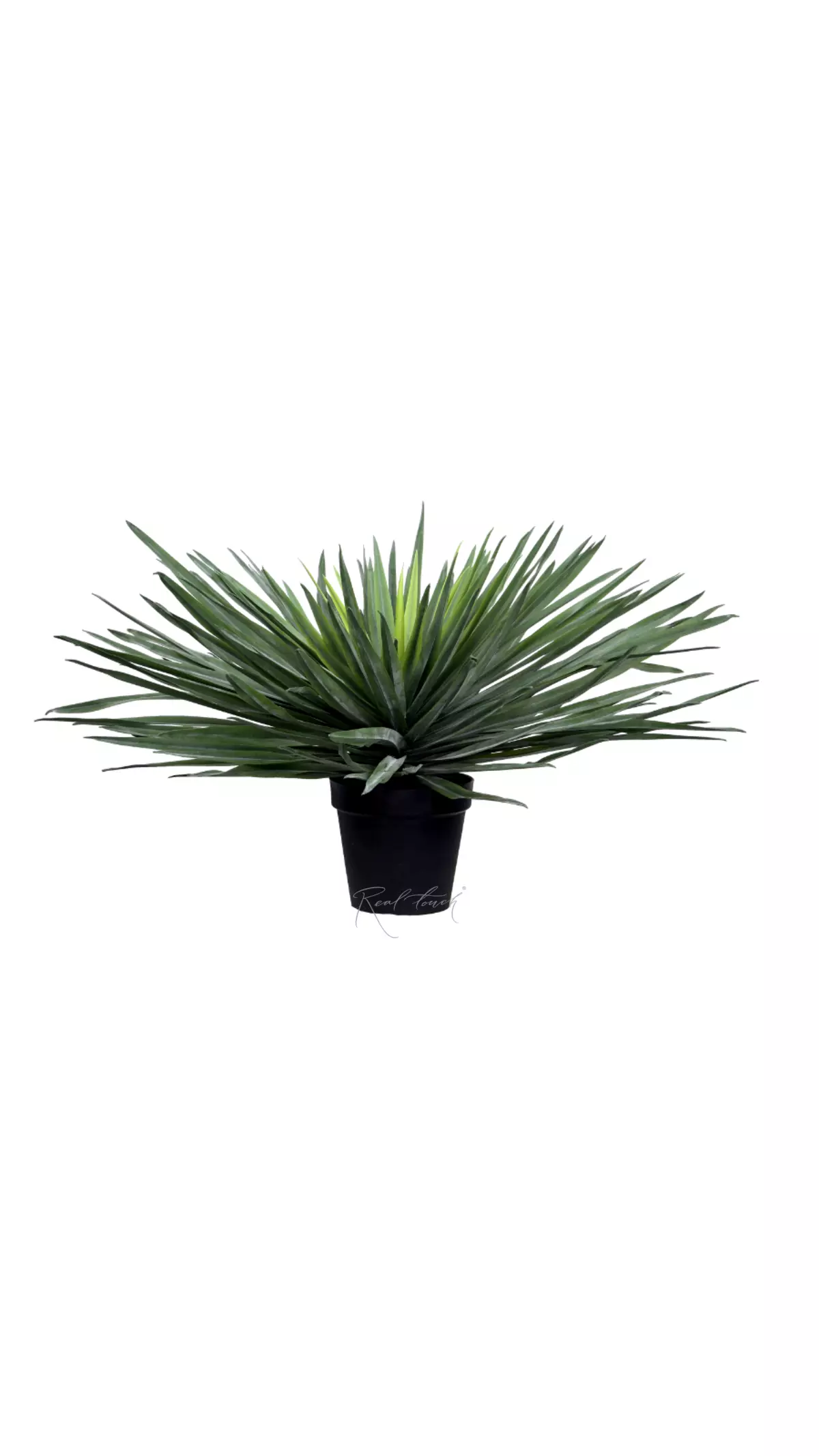 Yucca Garden large  - green