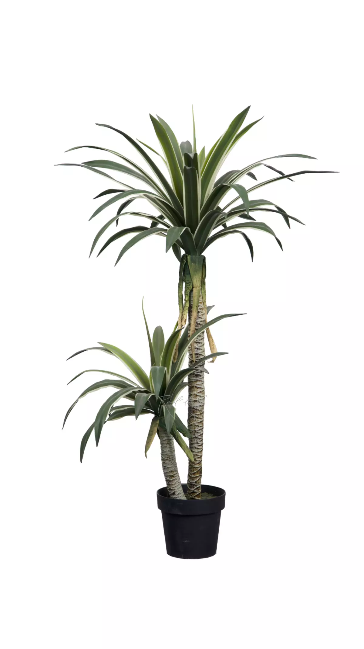 Yucca Gloriosa 120cm in pot - green