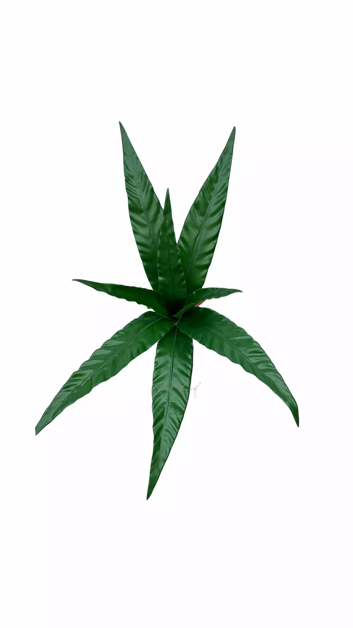 Asplenium bush of 8 leaves  - green