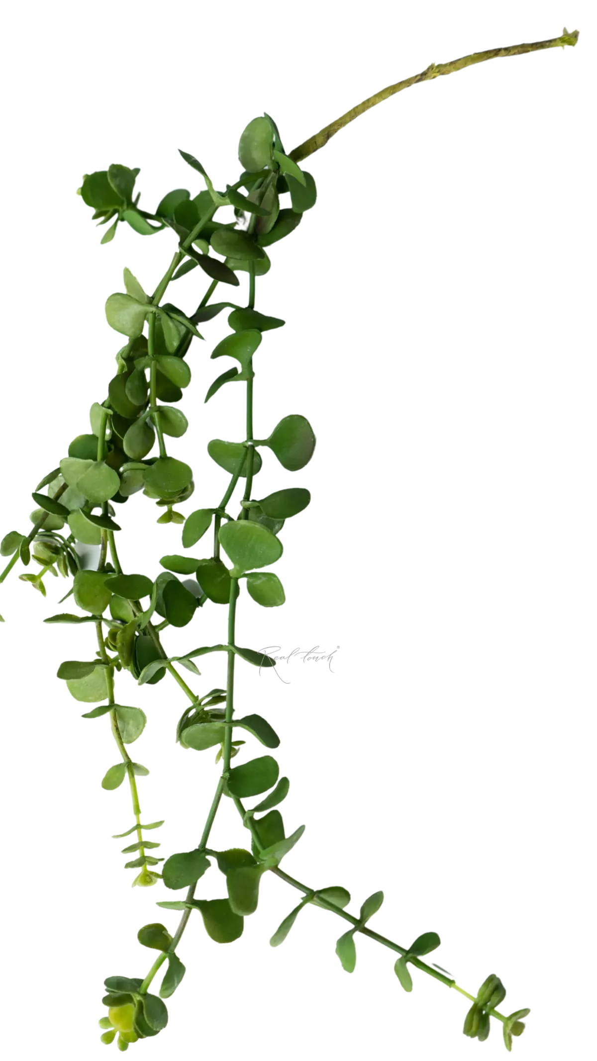 Artificial Portulacaria afra (Crassula) hanging plant - green Artificial Portulacaria afra (Crassula) hanging plant - green