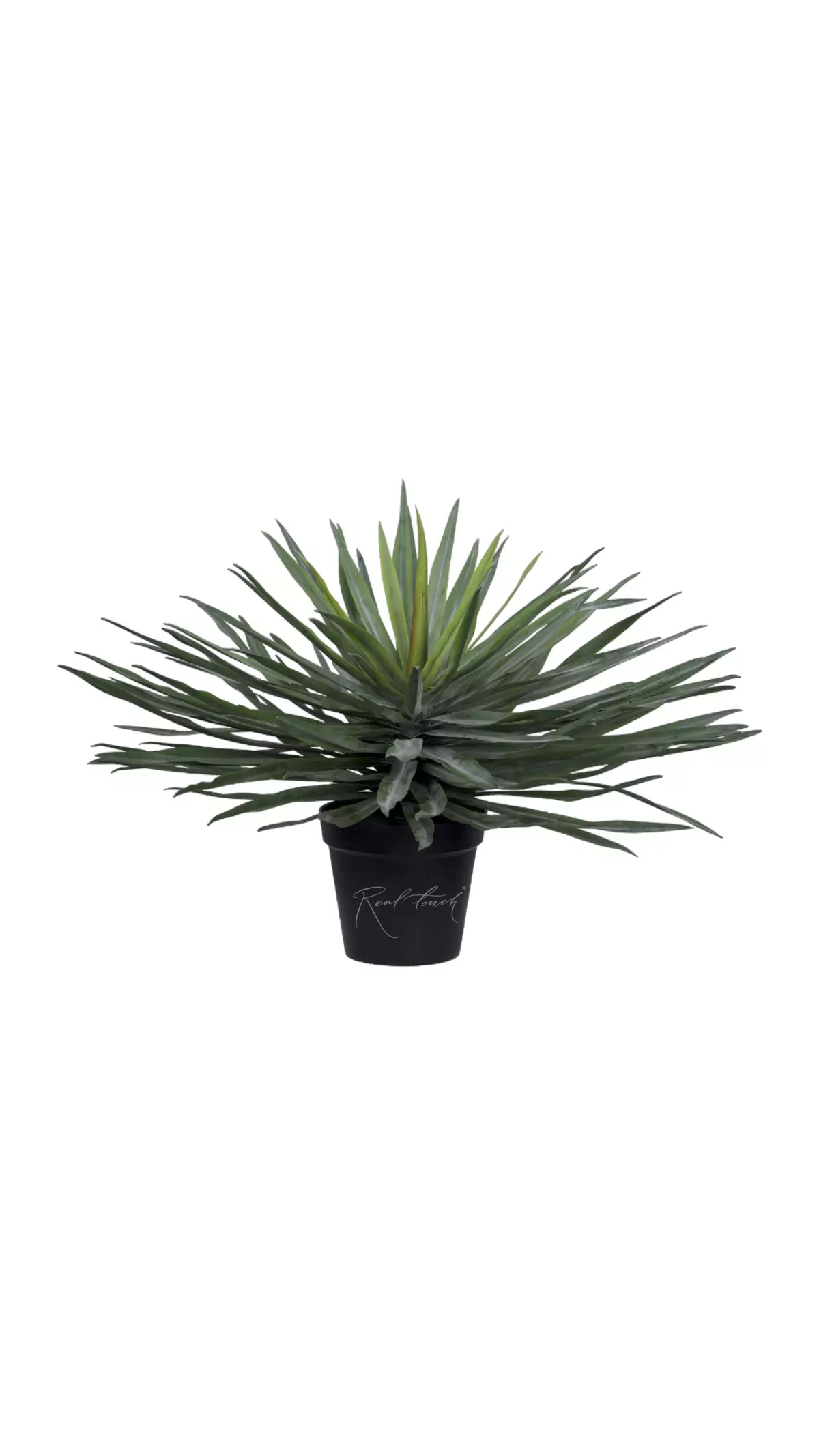 Yucca Garden medium - green