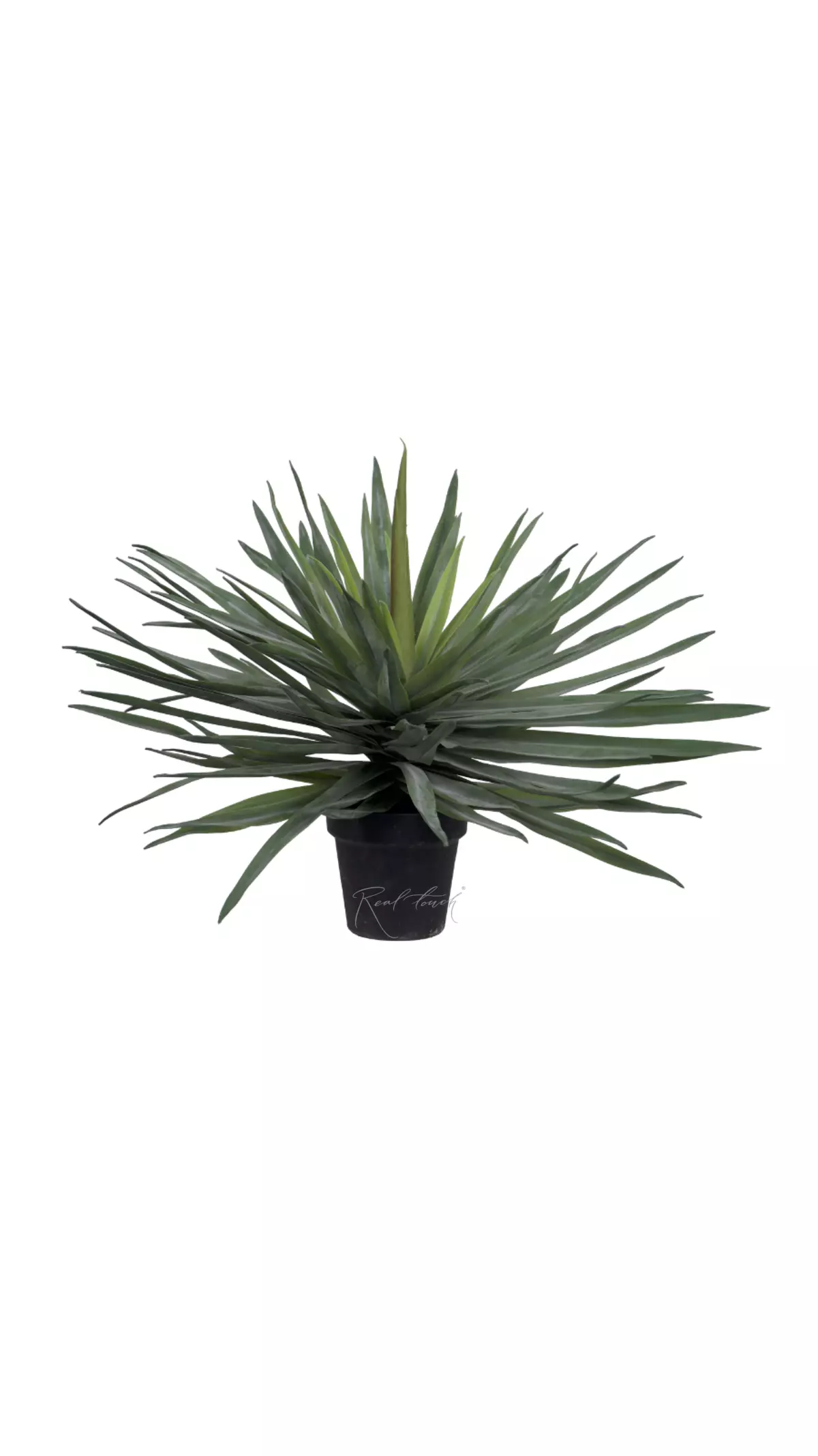 Yucca Garden small - green