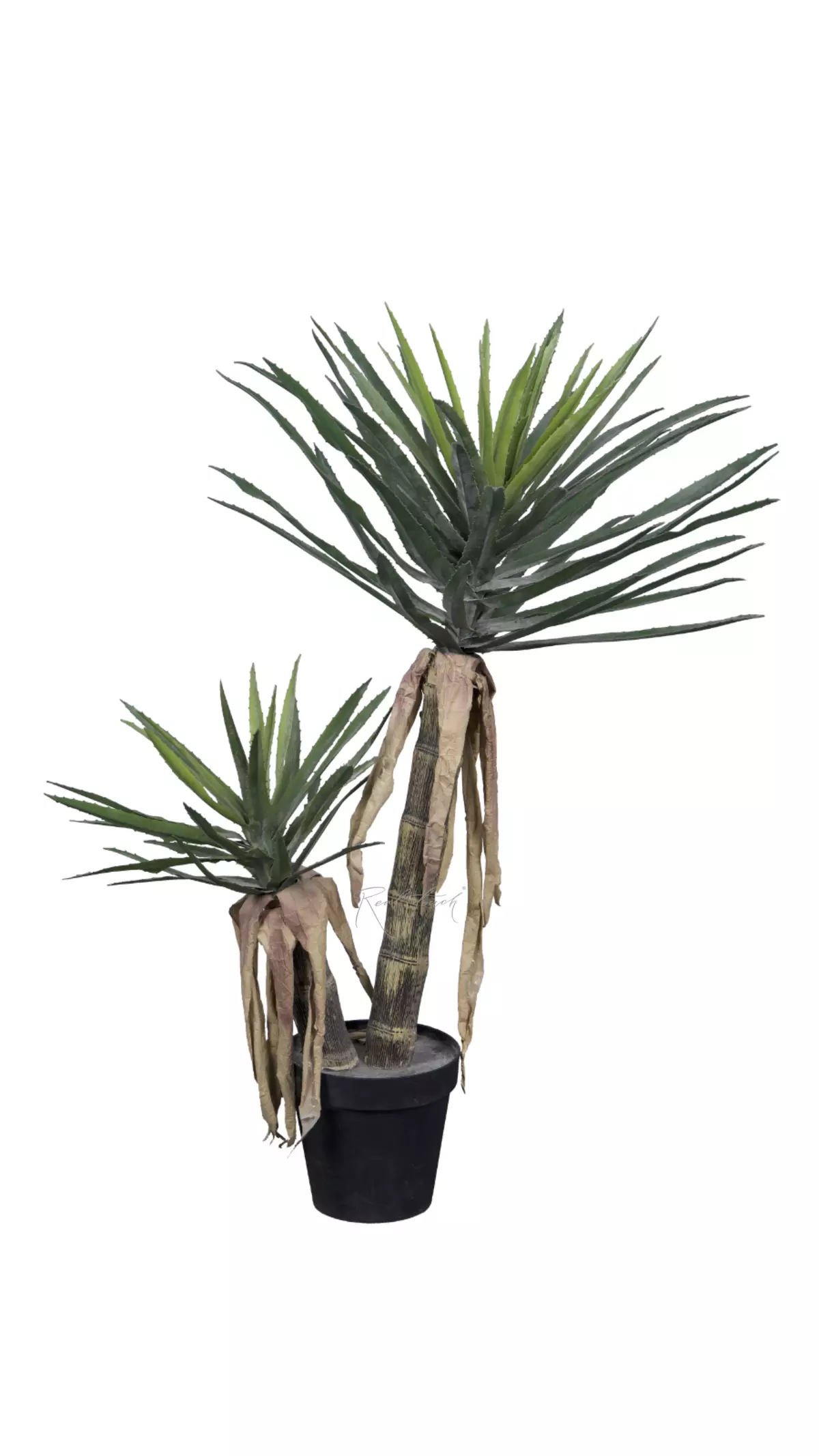 Yucca Carnerosana at 120cm in pot - green