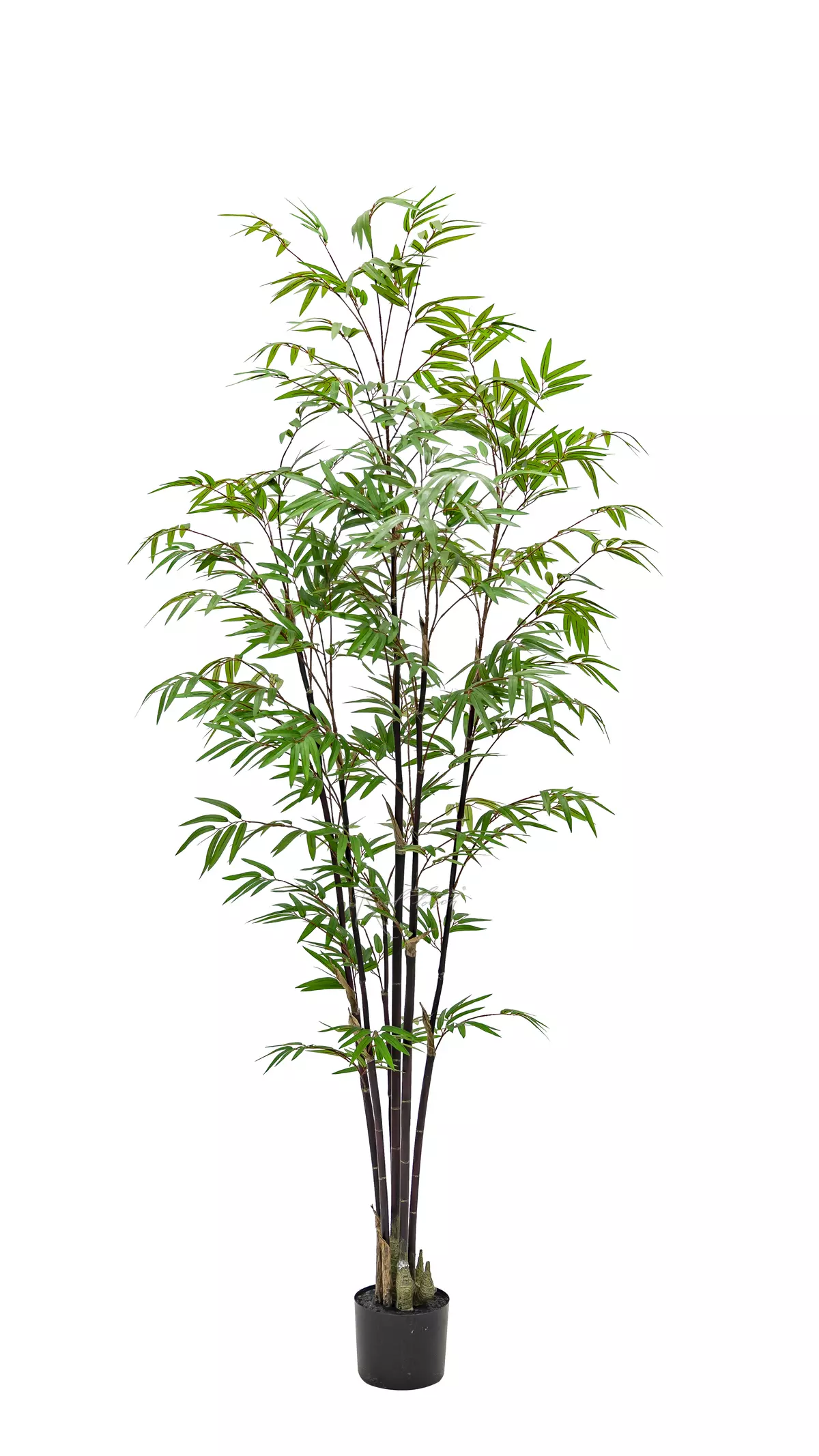 Bamboo Bissetii 180cm  - Dark green