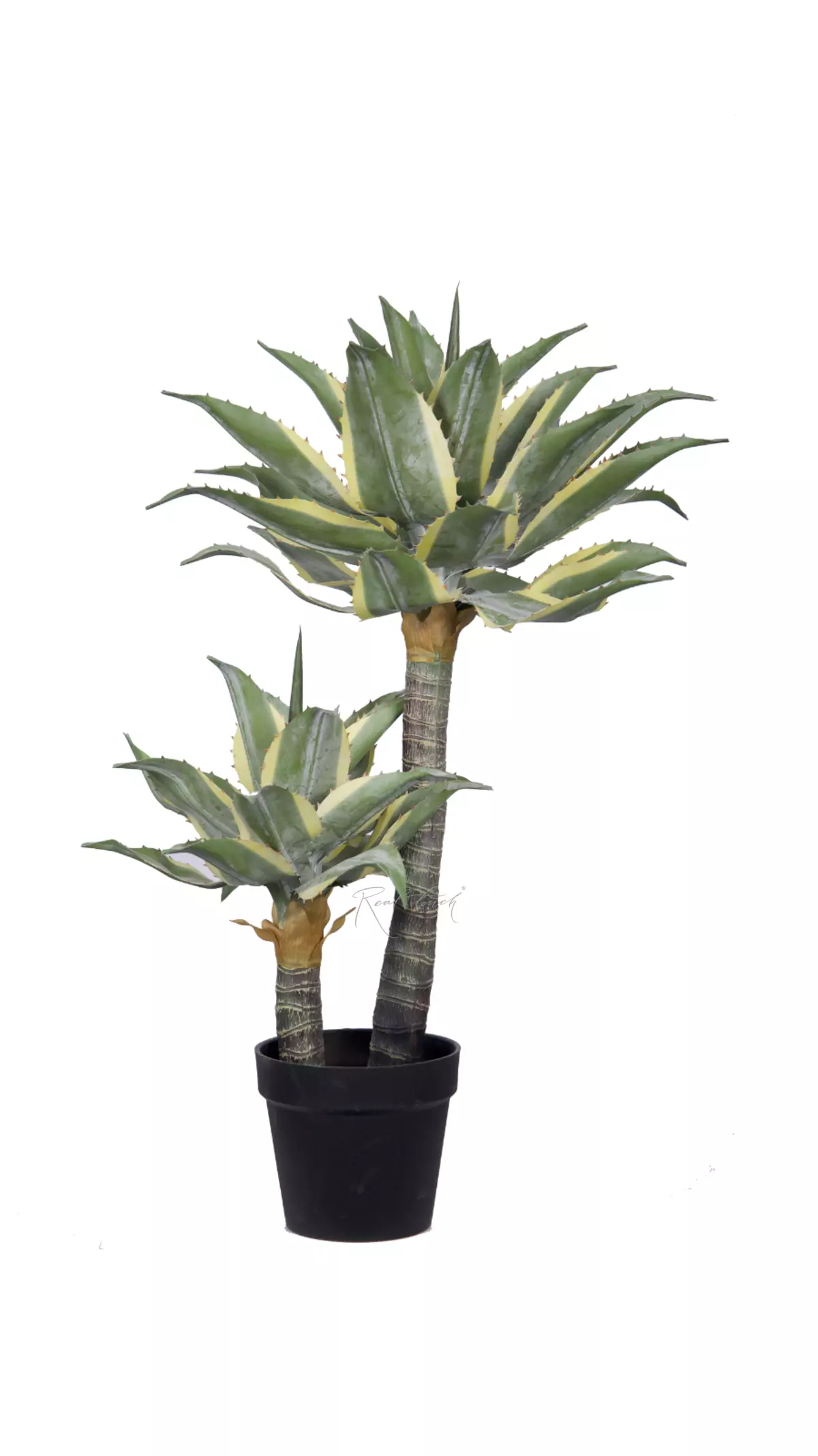Yucca Ivory Tower high in pots - green