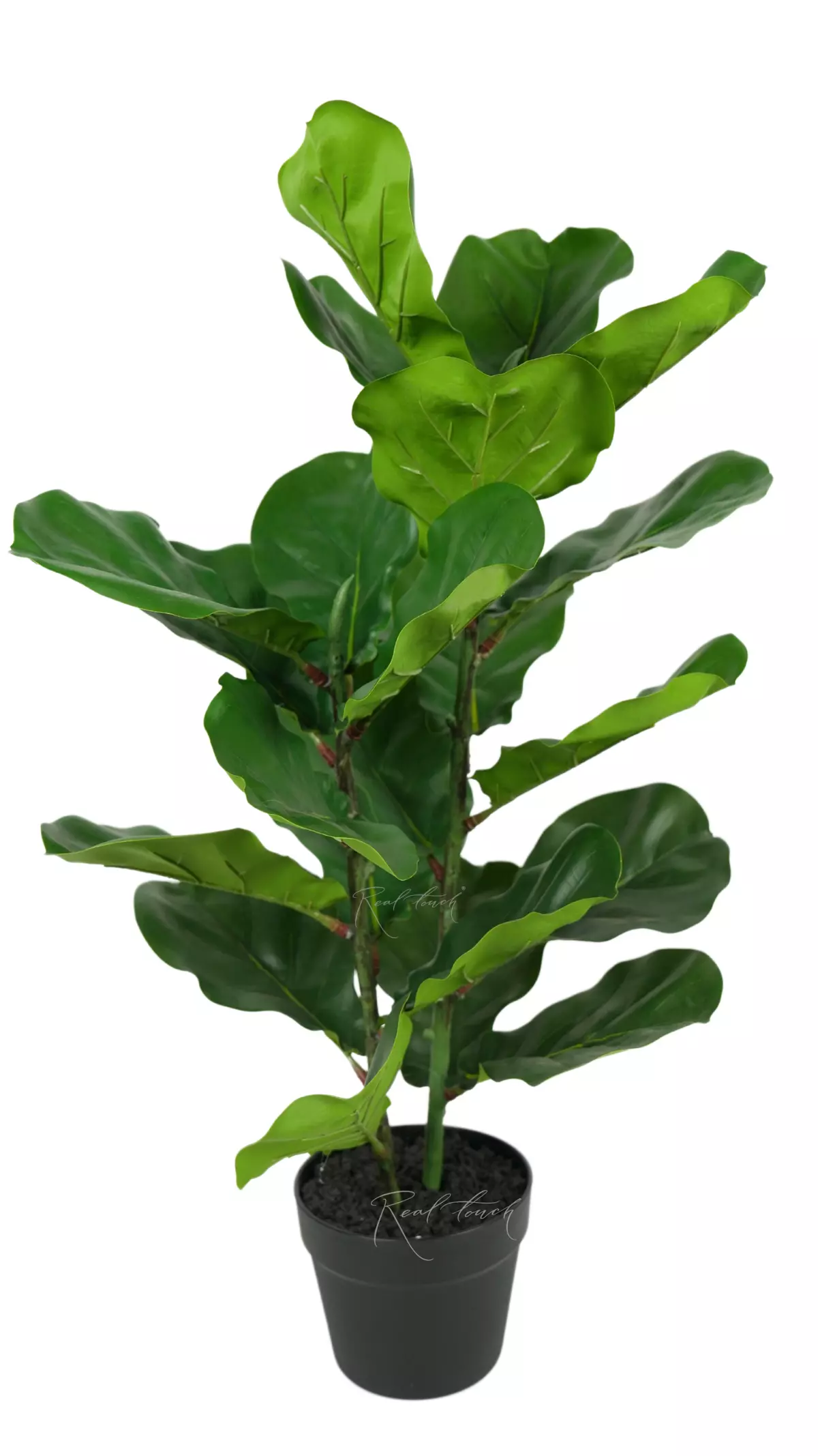 Ficus Lirata small in a flowerpot - green