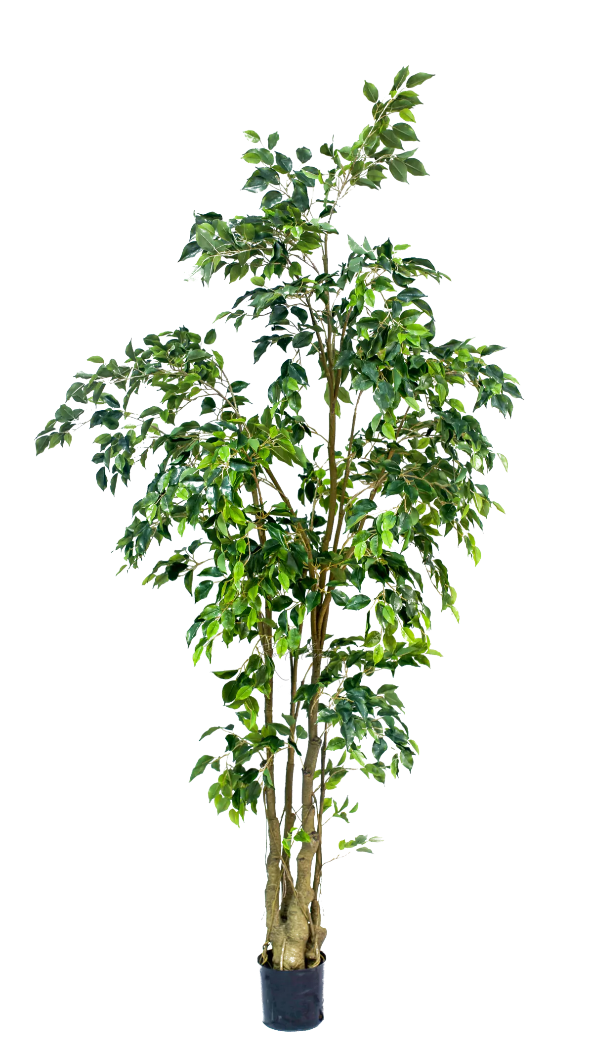 Artificial Ficus Benjamina 240cm  - green