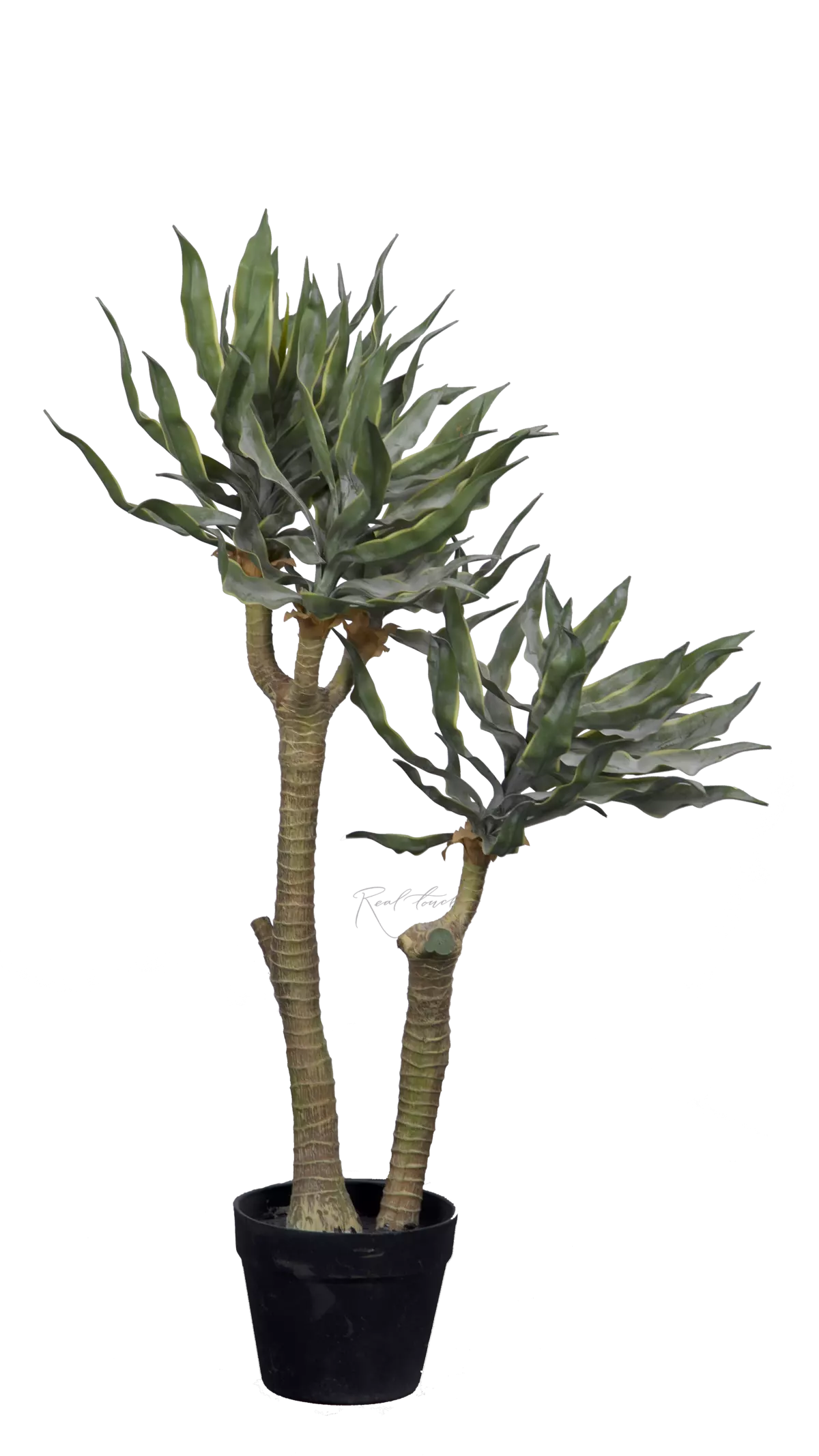 Yucca elephantipes  87cm in pots - green