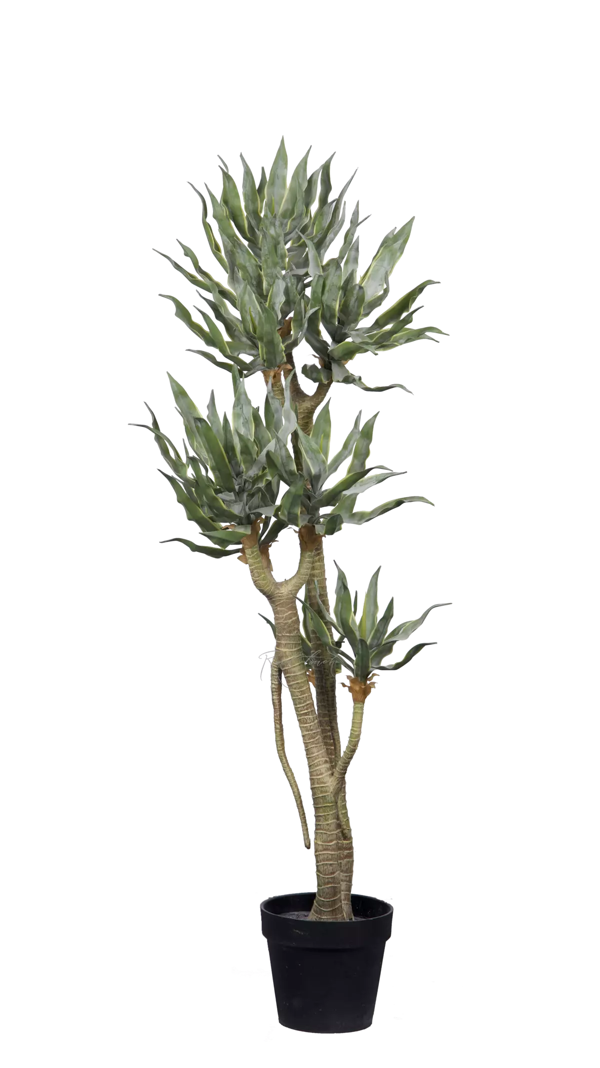 Yucca elephantipes 130cm in pots - green