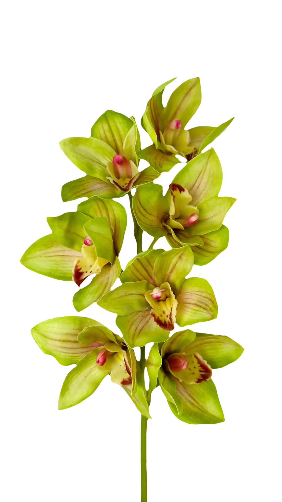 Real Touch Boat Orchid (Cymbidium) - green