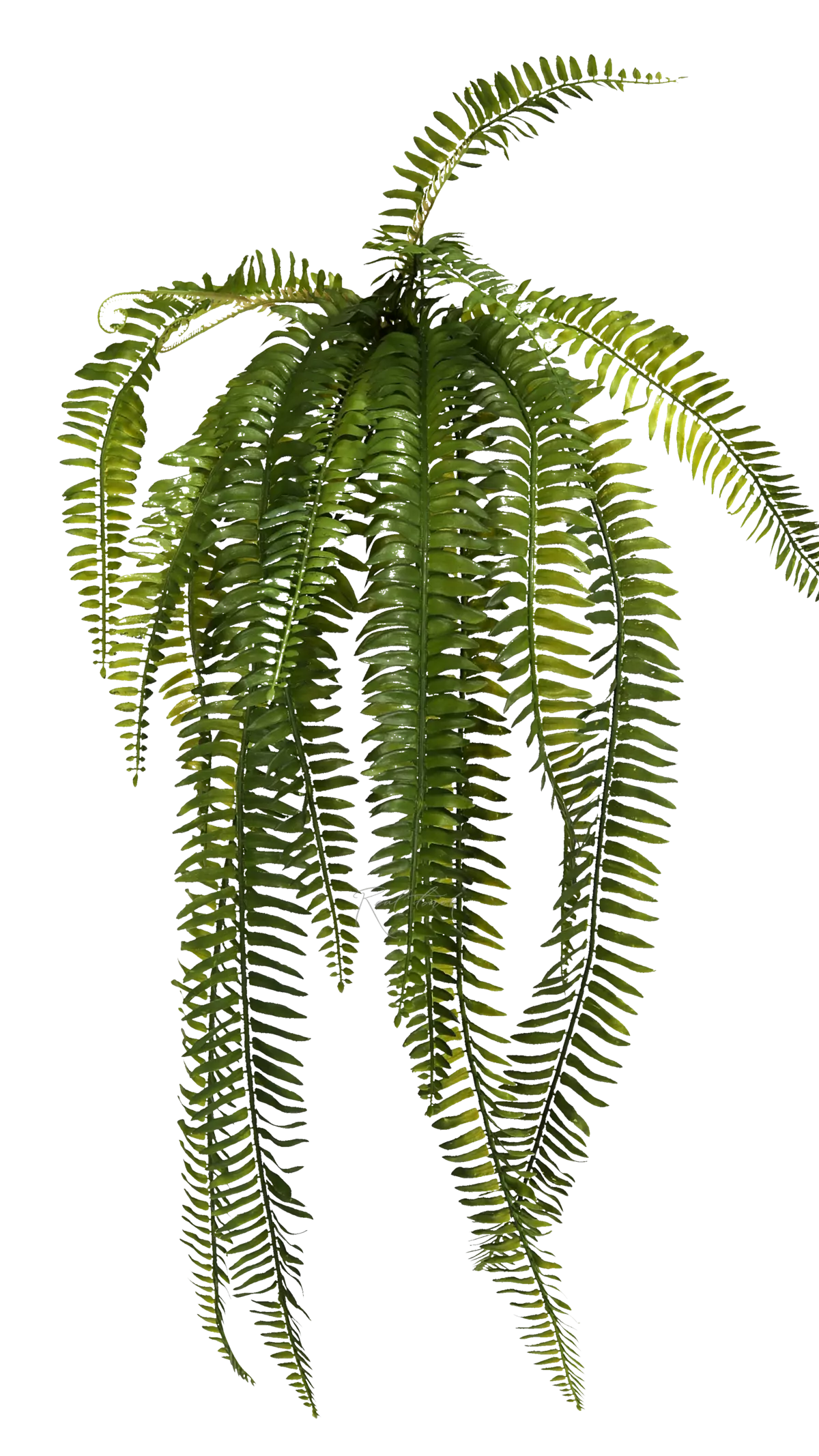 Nephrolepsis Exaltata (Boston fern) 90 cm  - green