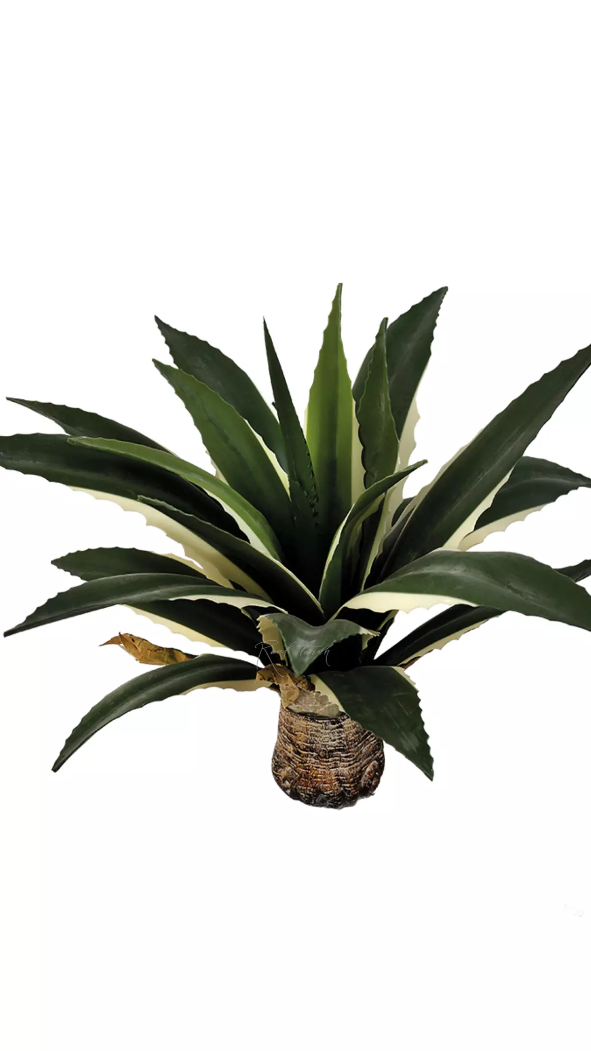 American Agave 48cm without cache-pot, 21 leaves - white green